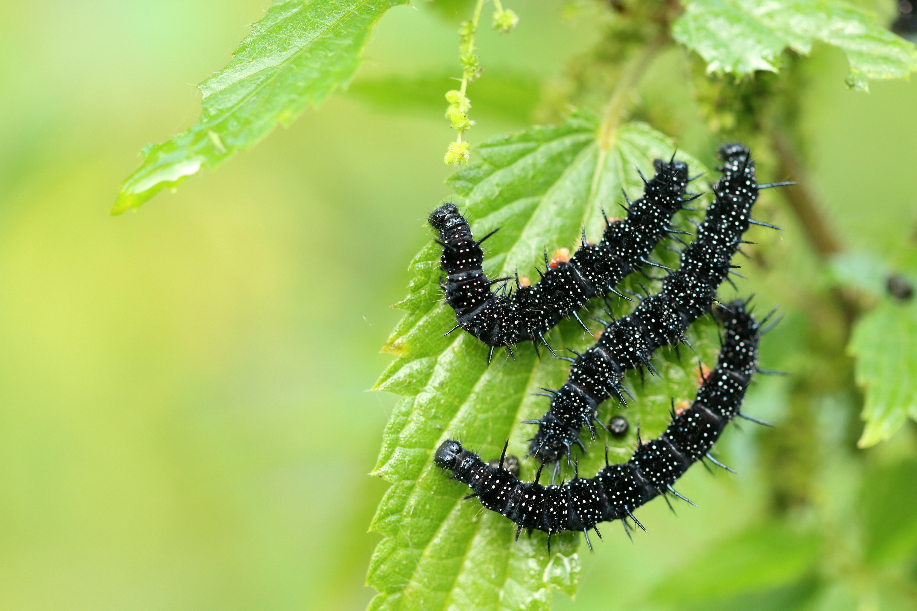 Peacock caterpillars on stinging nettles. (Thinkstock/PA)