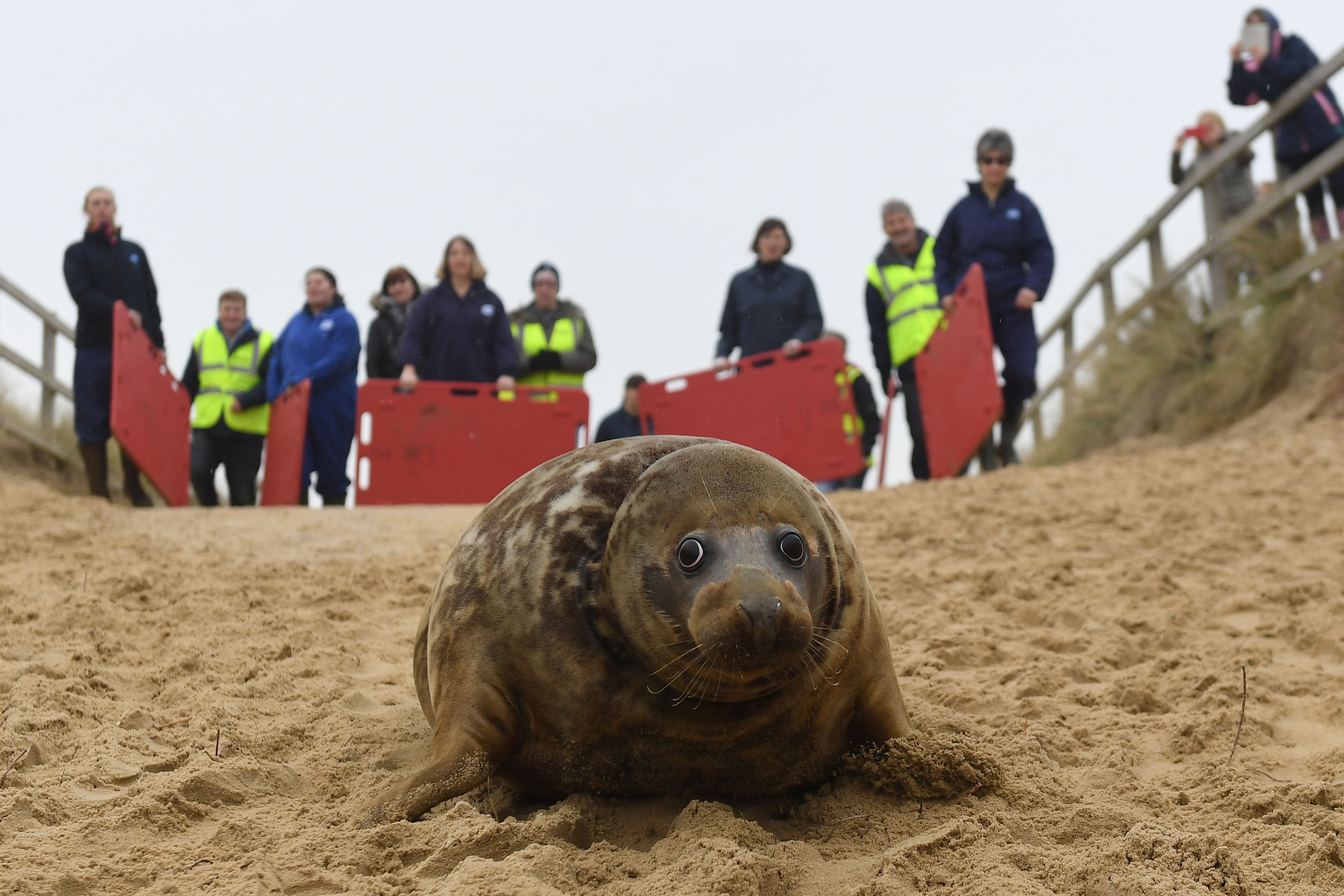 Onlookers watch Mrs Frsibee as she makes her way to the sea (Joe Giddens/PA)