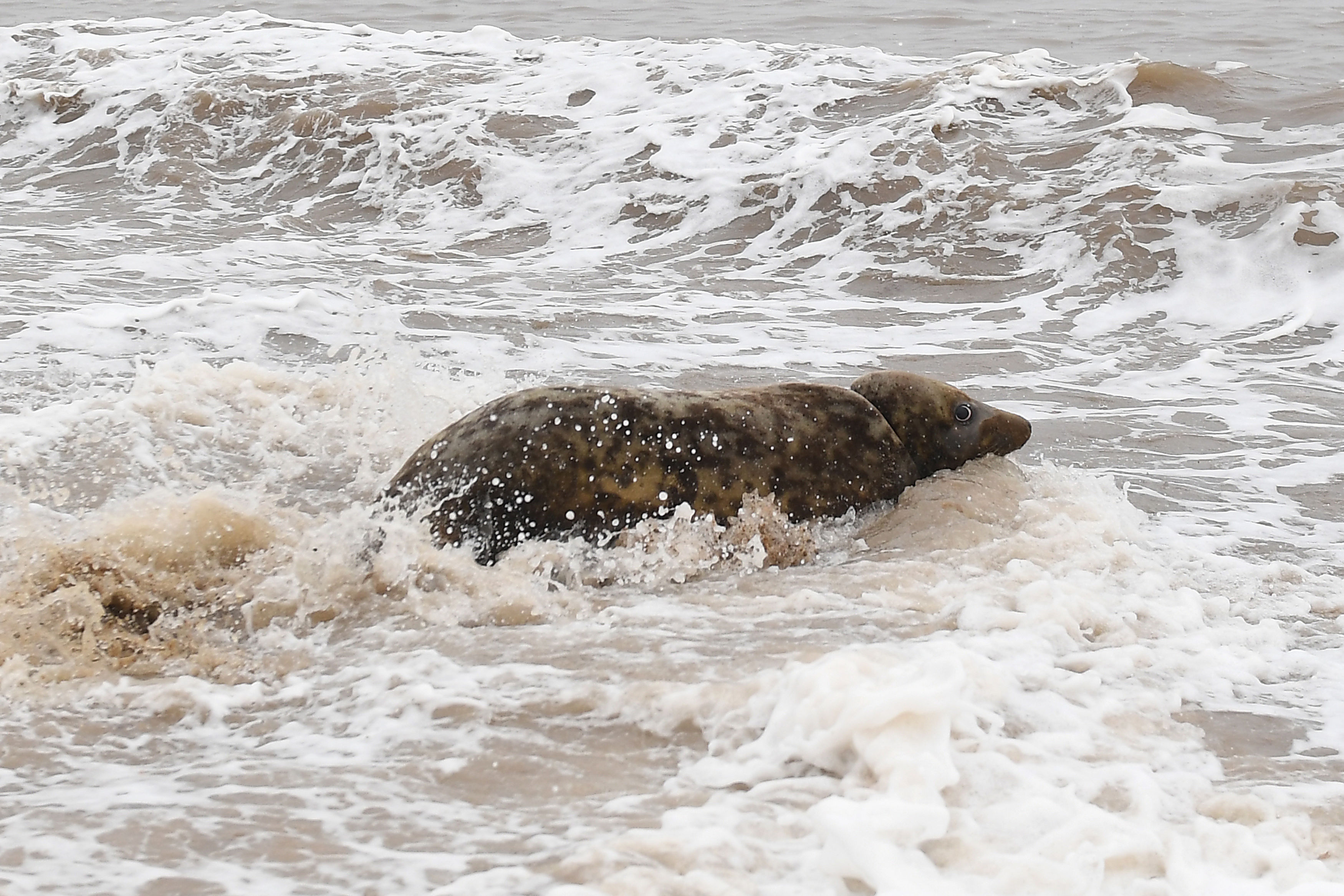 Mrs Frisbee reacquaints herself with the North Sea (Joe Giddens/PA)