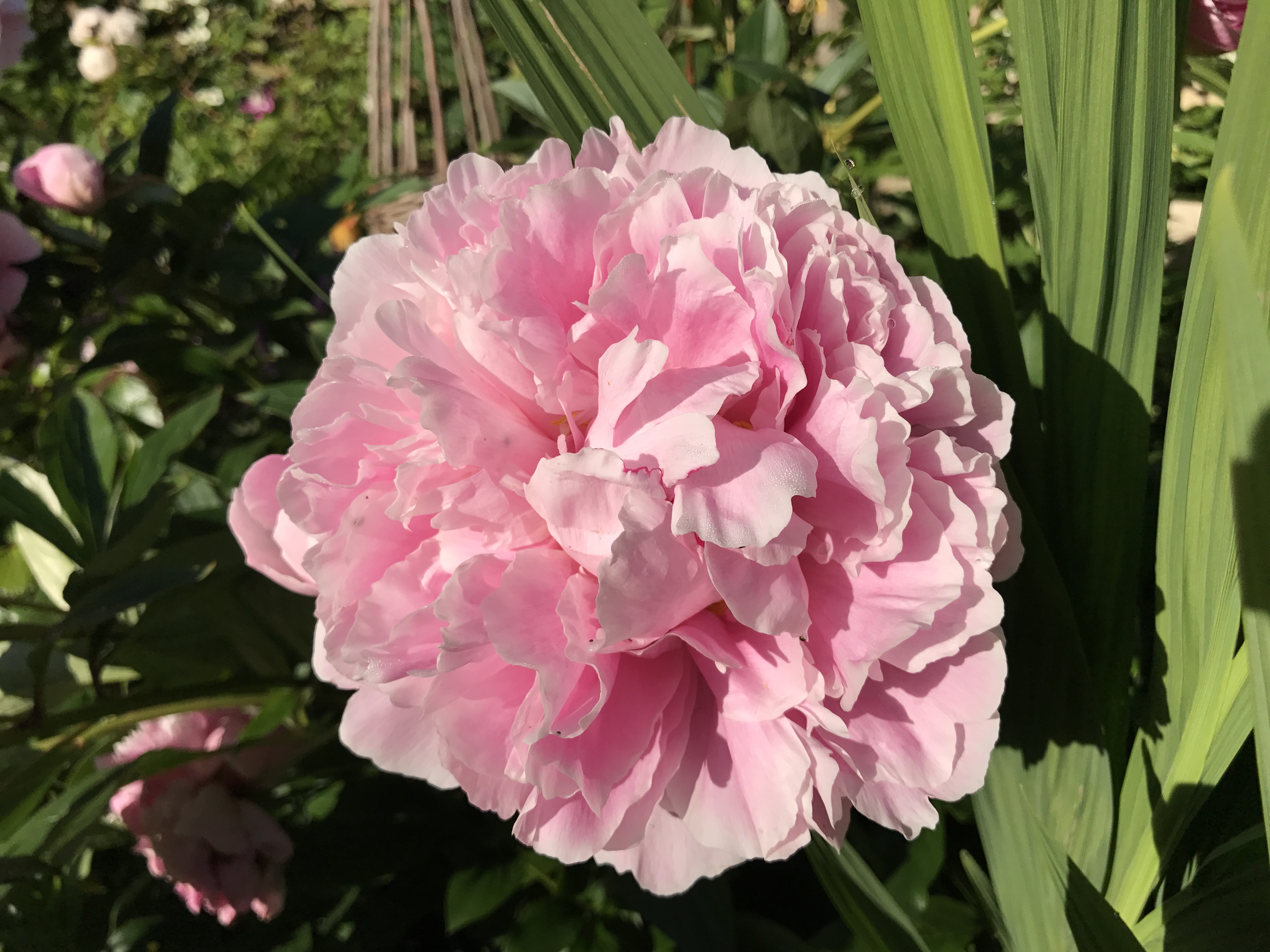 Peonies may suffer in extreme weather. (Hannah Stephenson/PA)