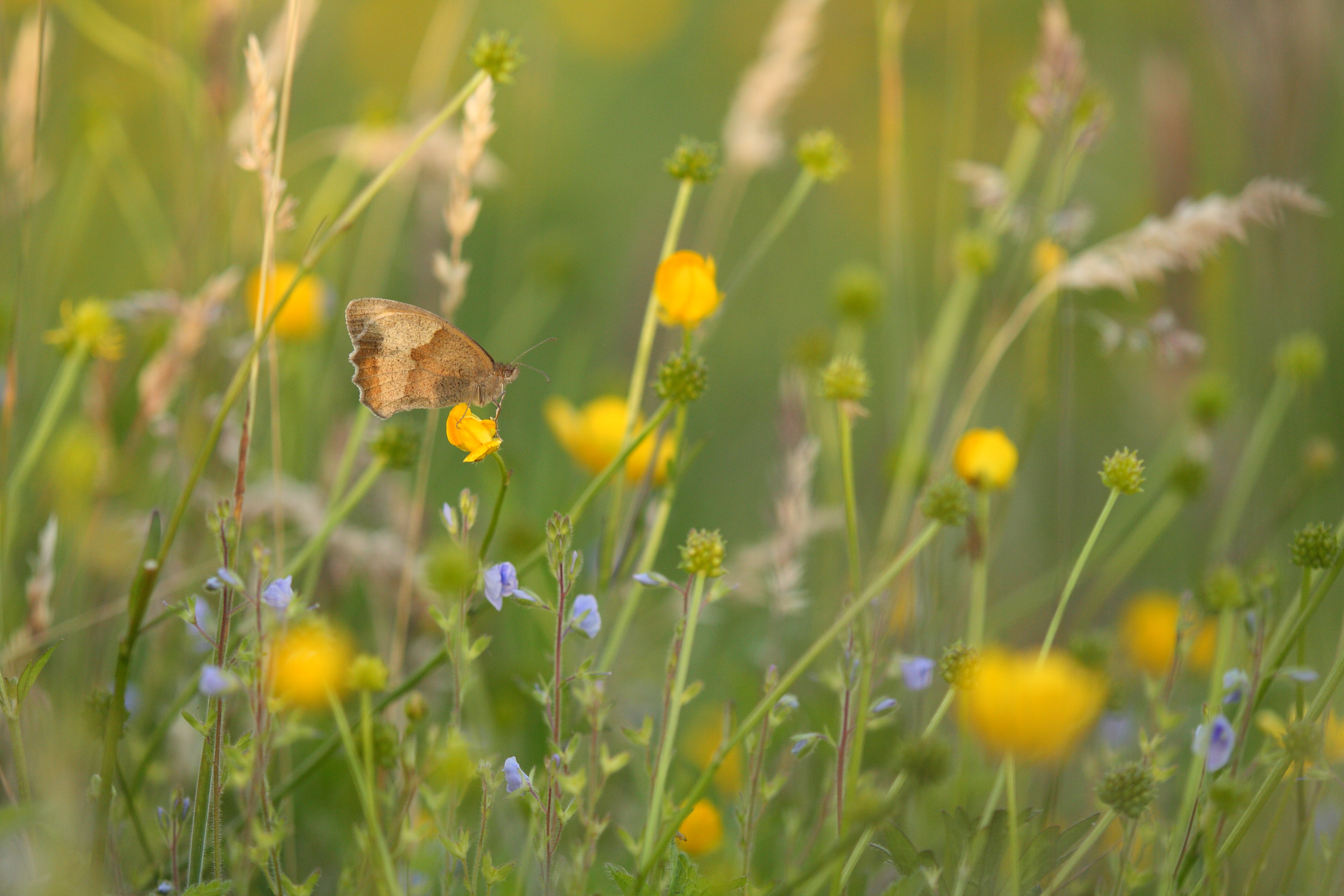 A meadow brown in long grass. (Will Langdon/Butterfly Conservation/PA)