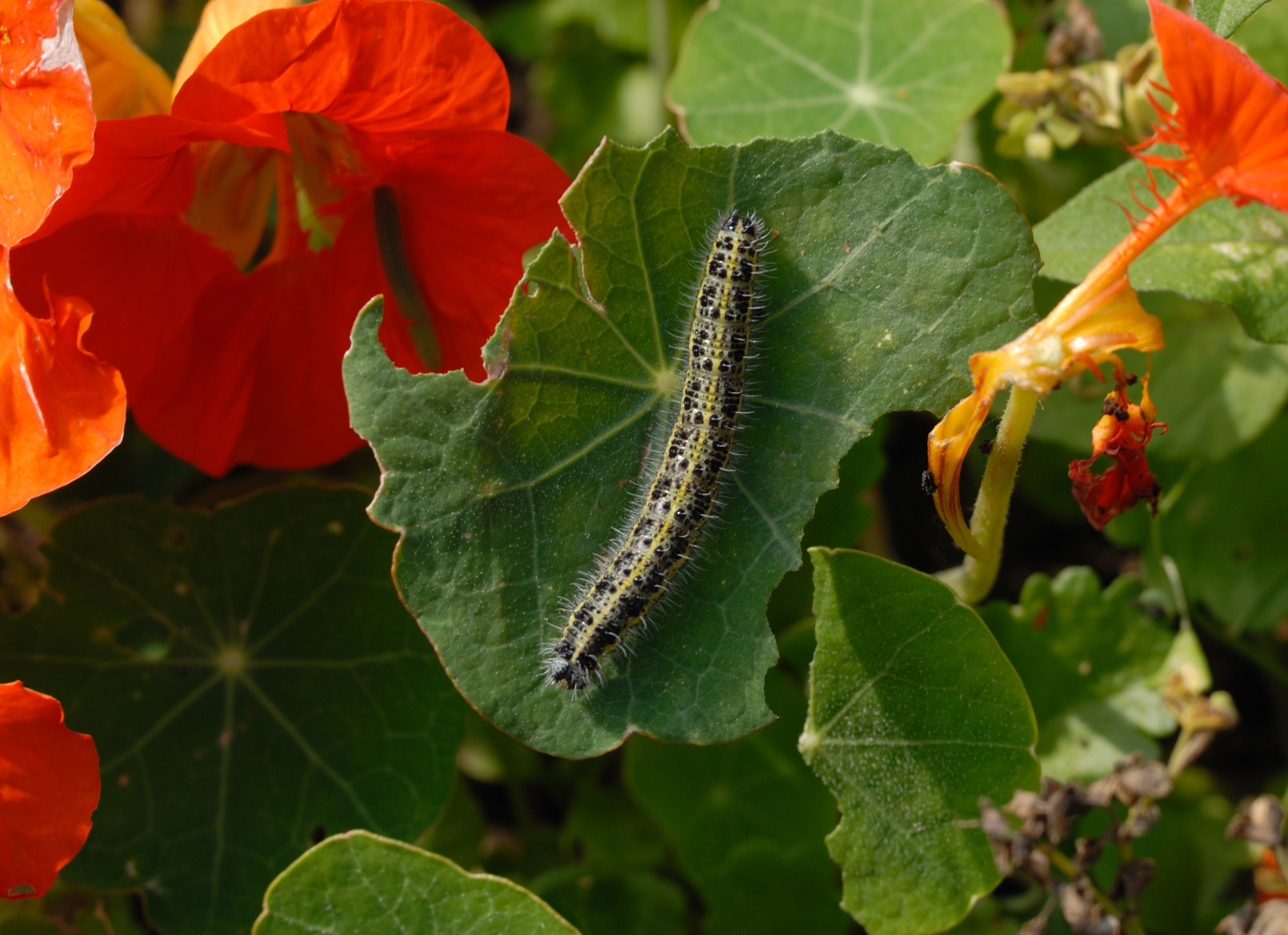 Large white caterpillar on nasturtiums. (Jim Asher/Butterfly Conservation/PA)