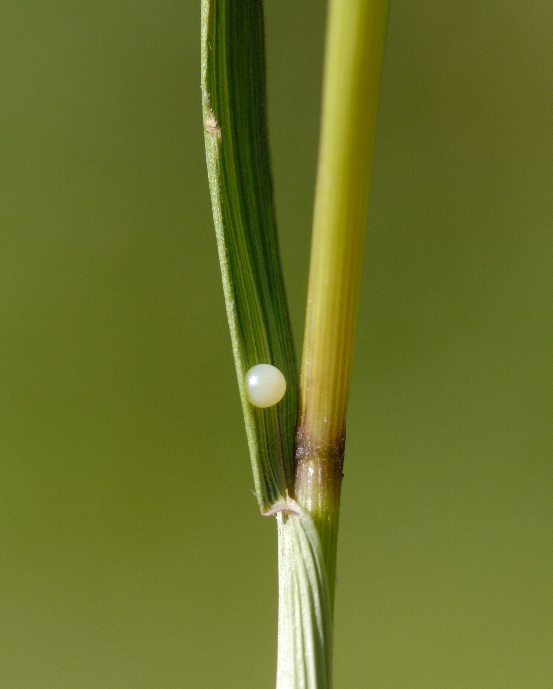 Large skipper egg. (Jim Asher/Butterfly Conservation/PA)