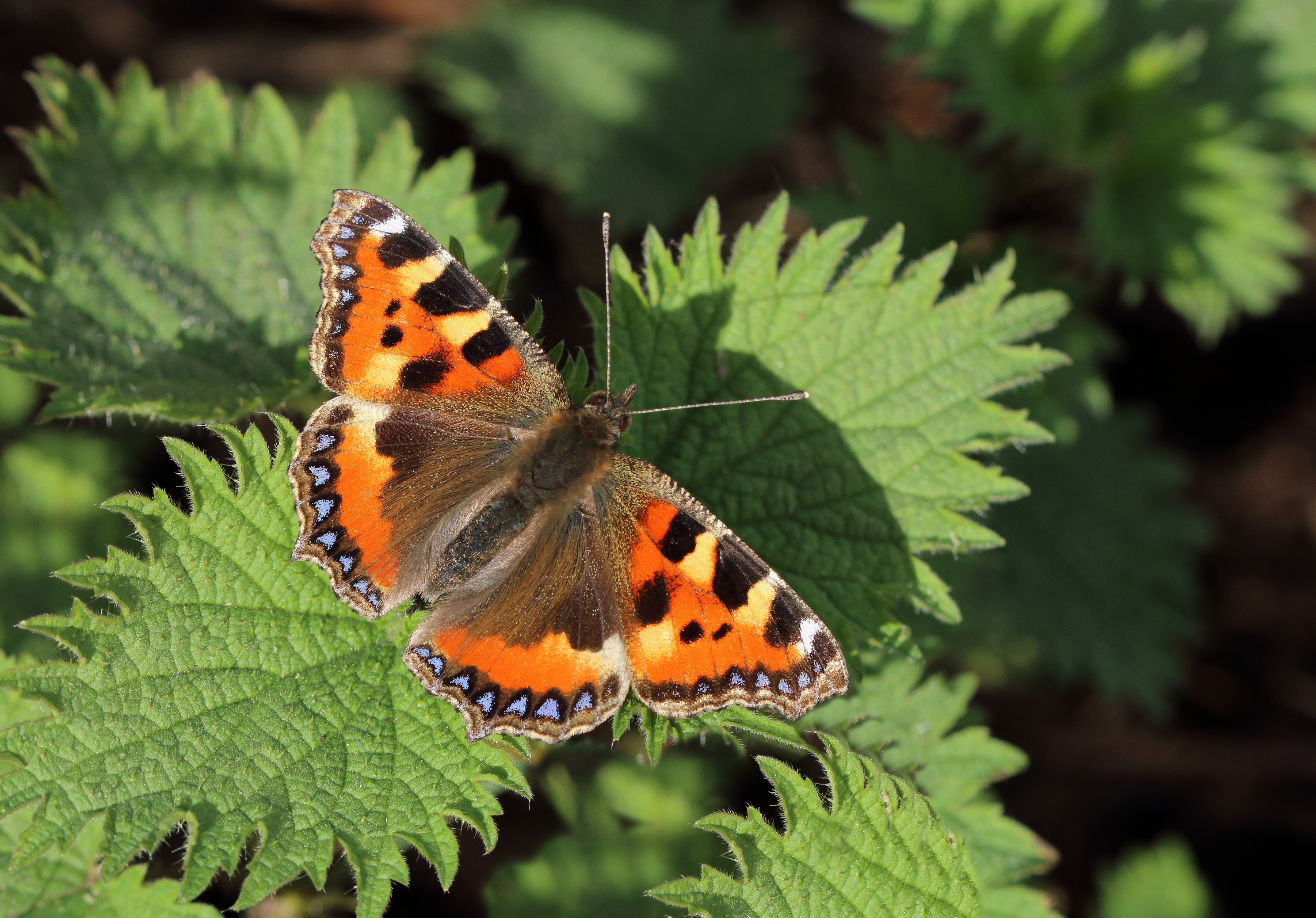 Small tortoiseshell. (Mark Searle/Butterfly Conservation/PA)