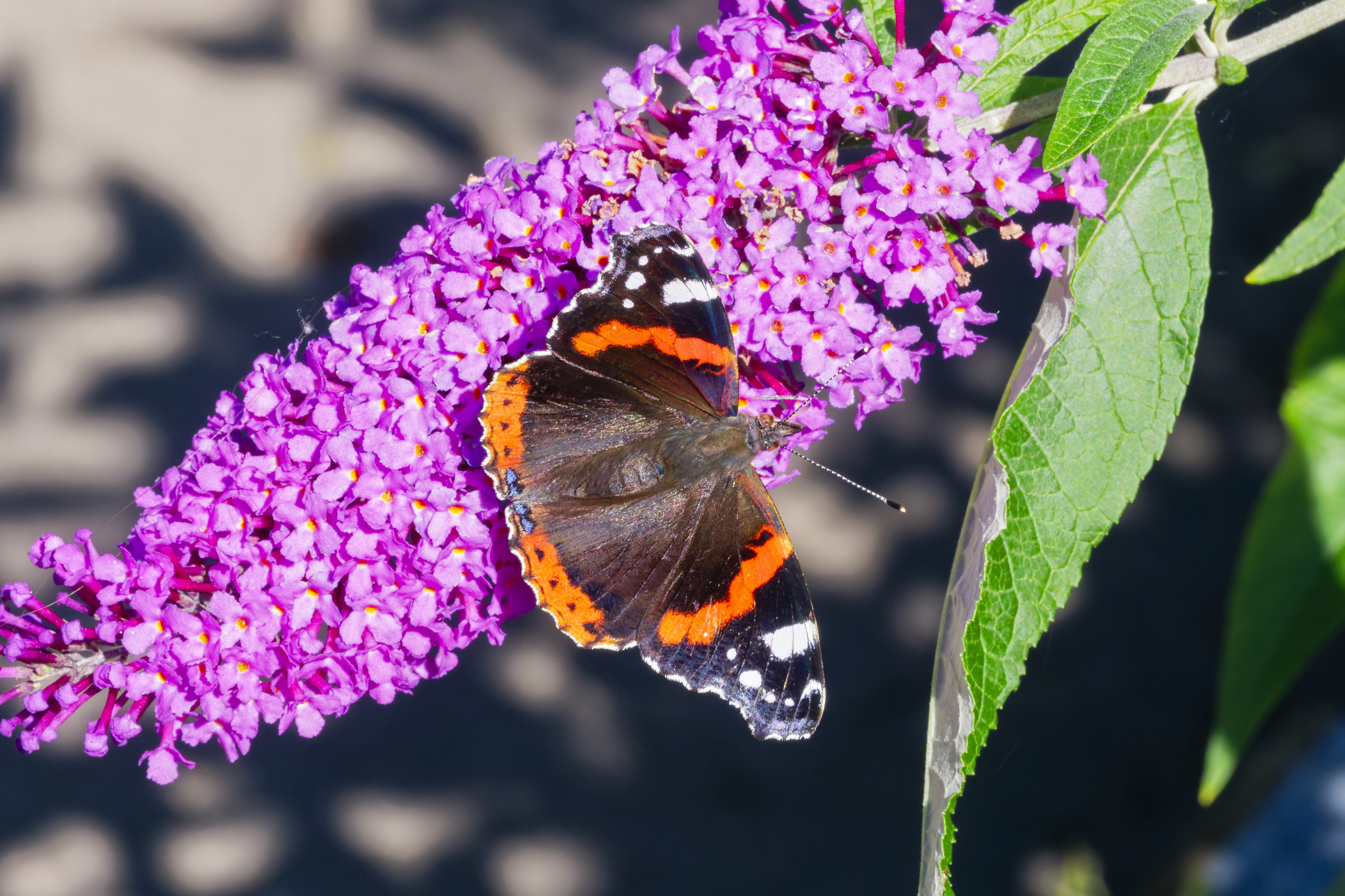 Butterflies love buddleia. (Thinkstock/PA)