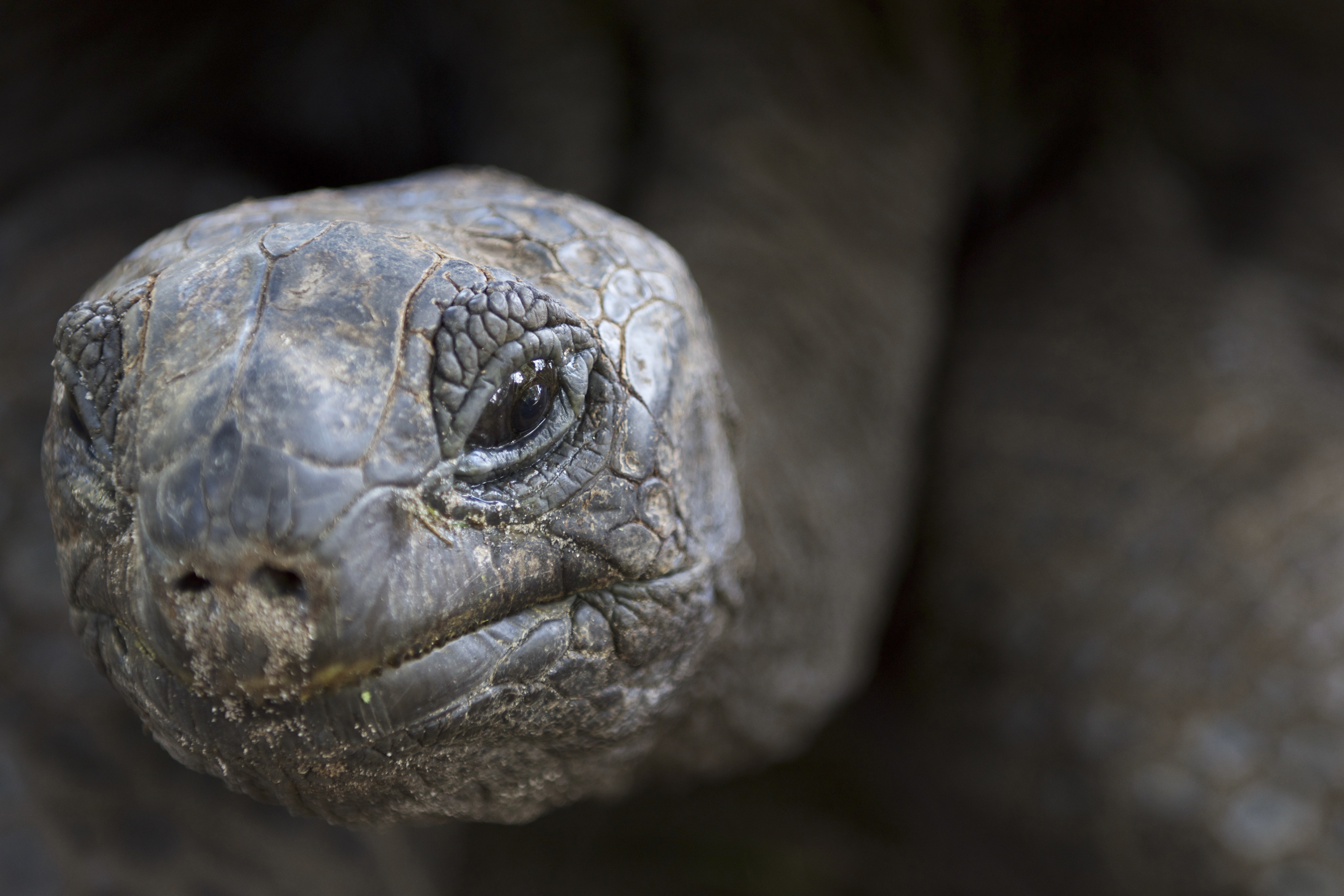 An Aldabra giant tortoise is seen on Curieuse island in the Seychelles (Tate Drucker/The Nature Conservancy via AP)