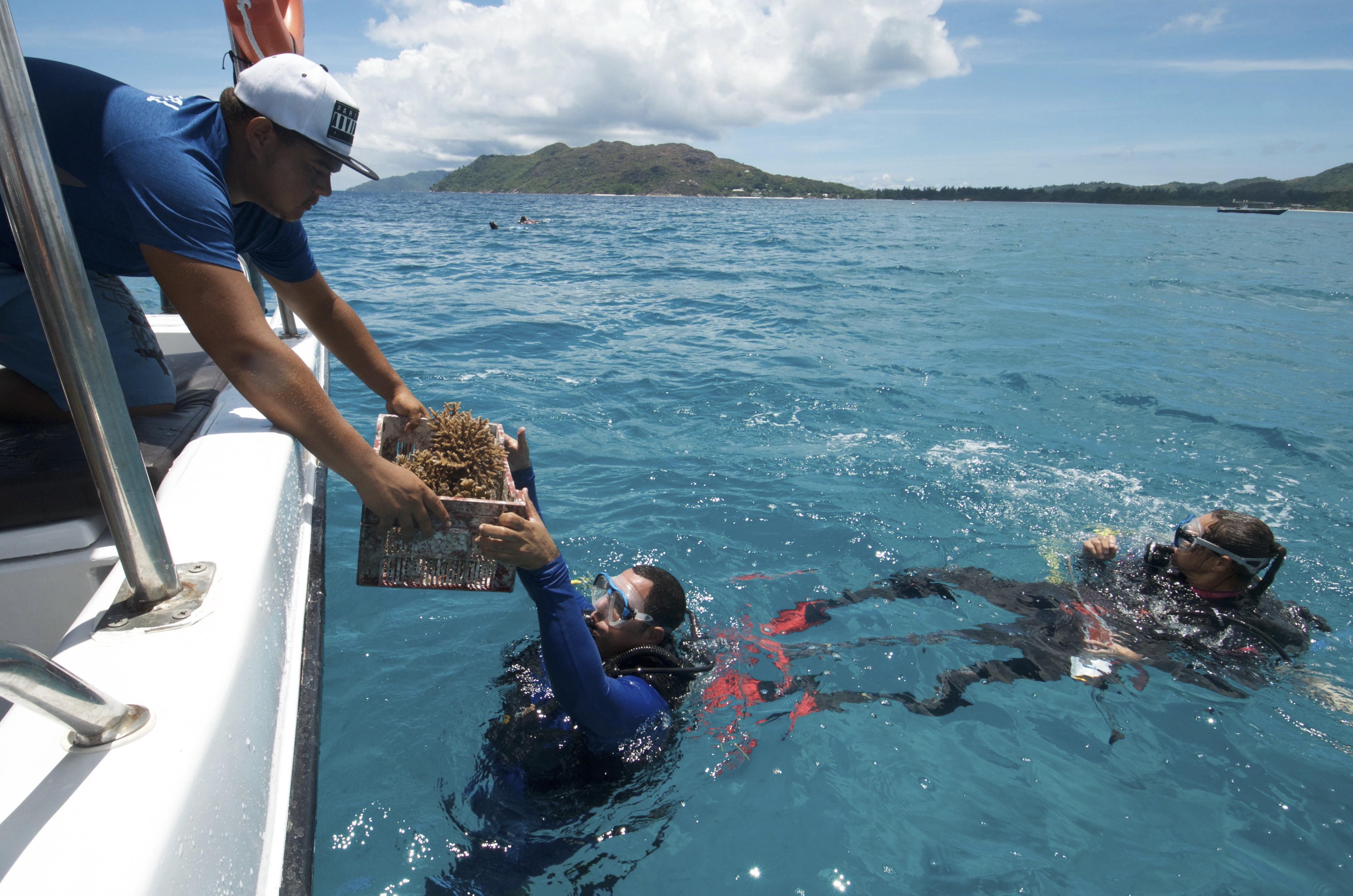 A box of nursery-grown coral is handed to a diver off the coast of Praslin (Tate Drucker/The Nature Conservancy via AP)