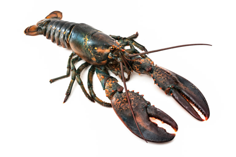 The lobster emoji has finally been corrected to show it has 10 legs