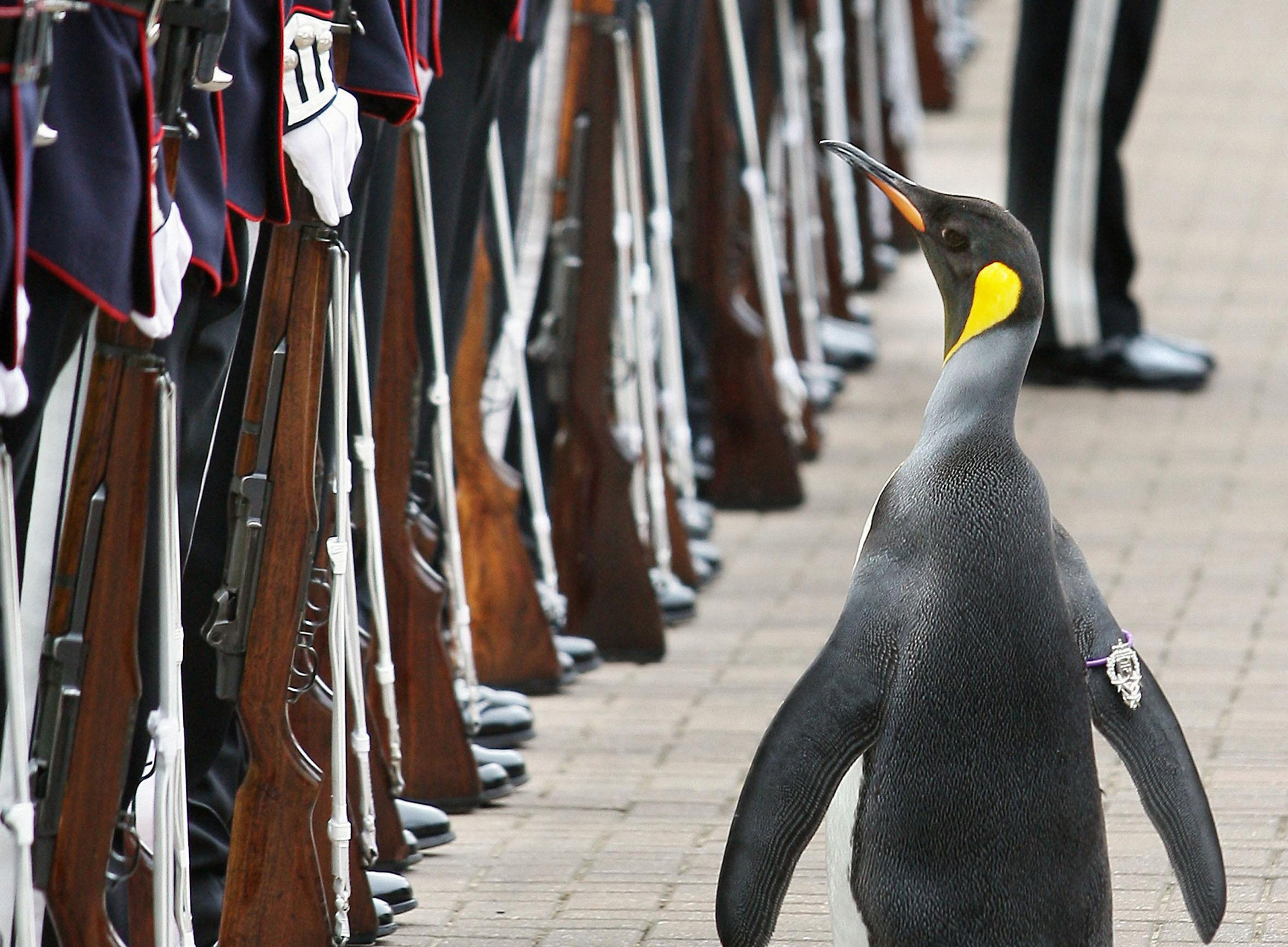 Nils Olav the penguin in 2008