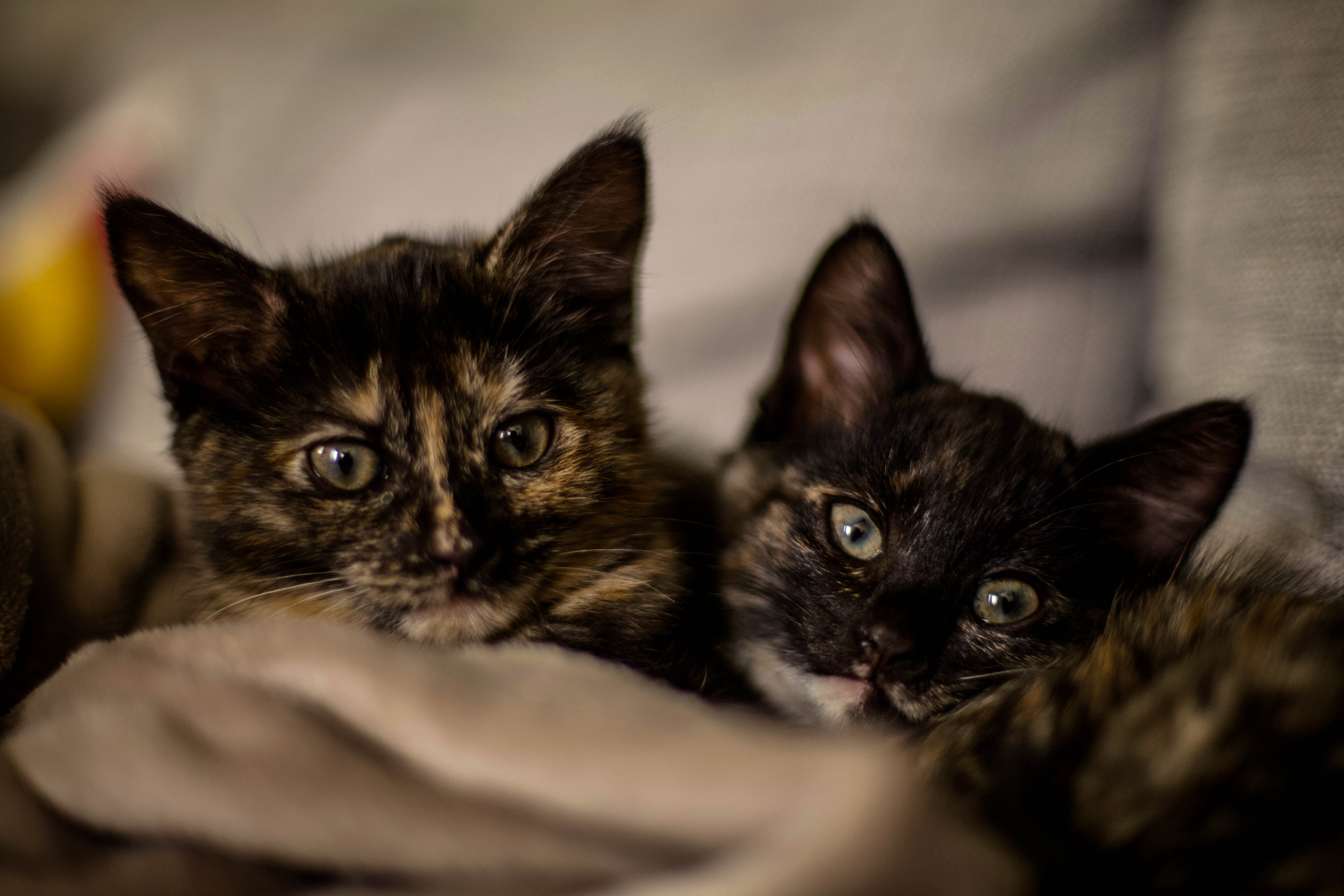 Two cats, Terry and Denis, sit next to one another