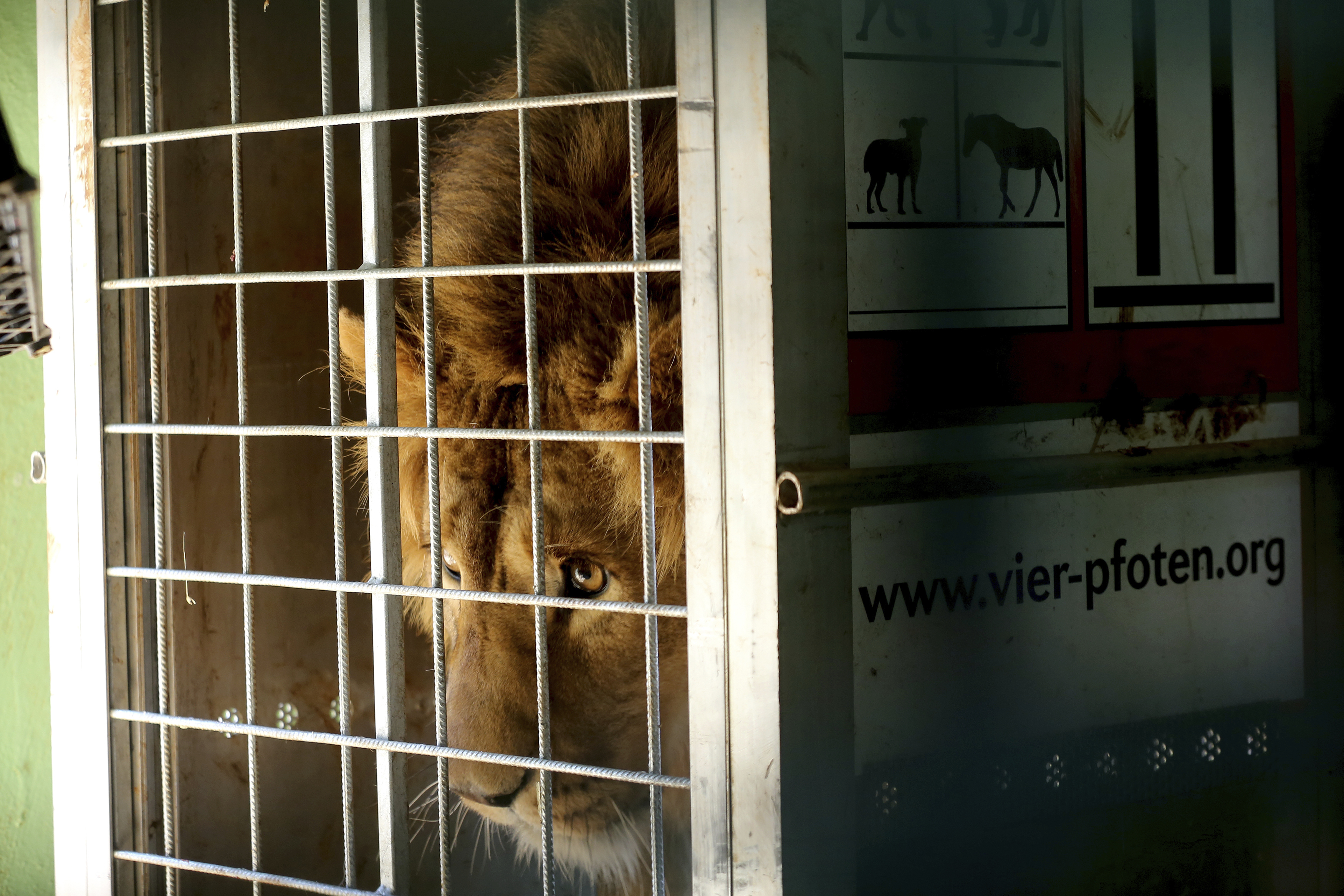 lion named Saeed, who was rescued from Syria by the animal rights group Four Paws (AP Photo/Raad Adayleh)