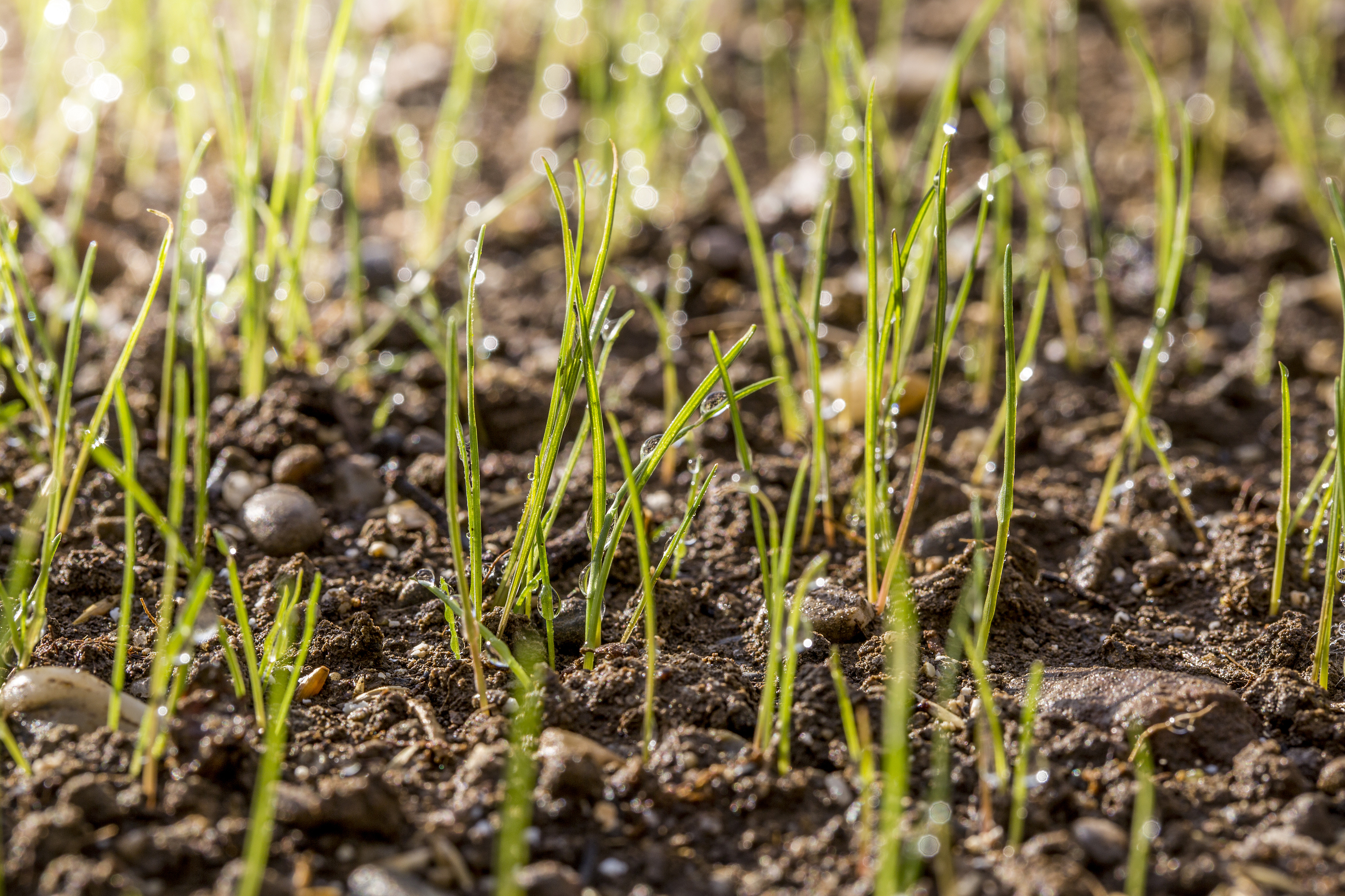 If you re-seed bare patches, they will soon look better. (Thinkstock/PA)