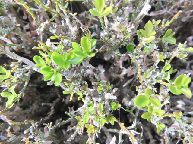 Box plants are also being hit by box blight and volutella blight (C Hoyle/RHS/PA)