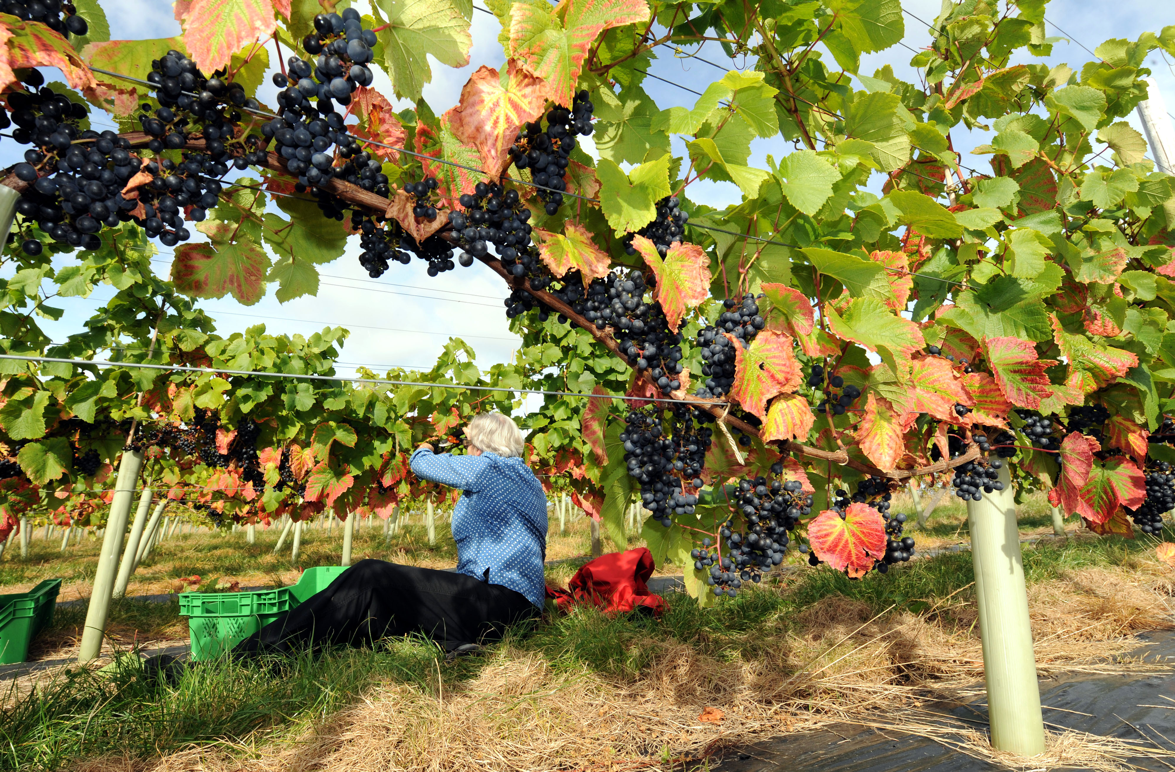 Pickers gather grapes at a vineyard (John Giles/PA)