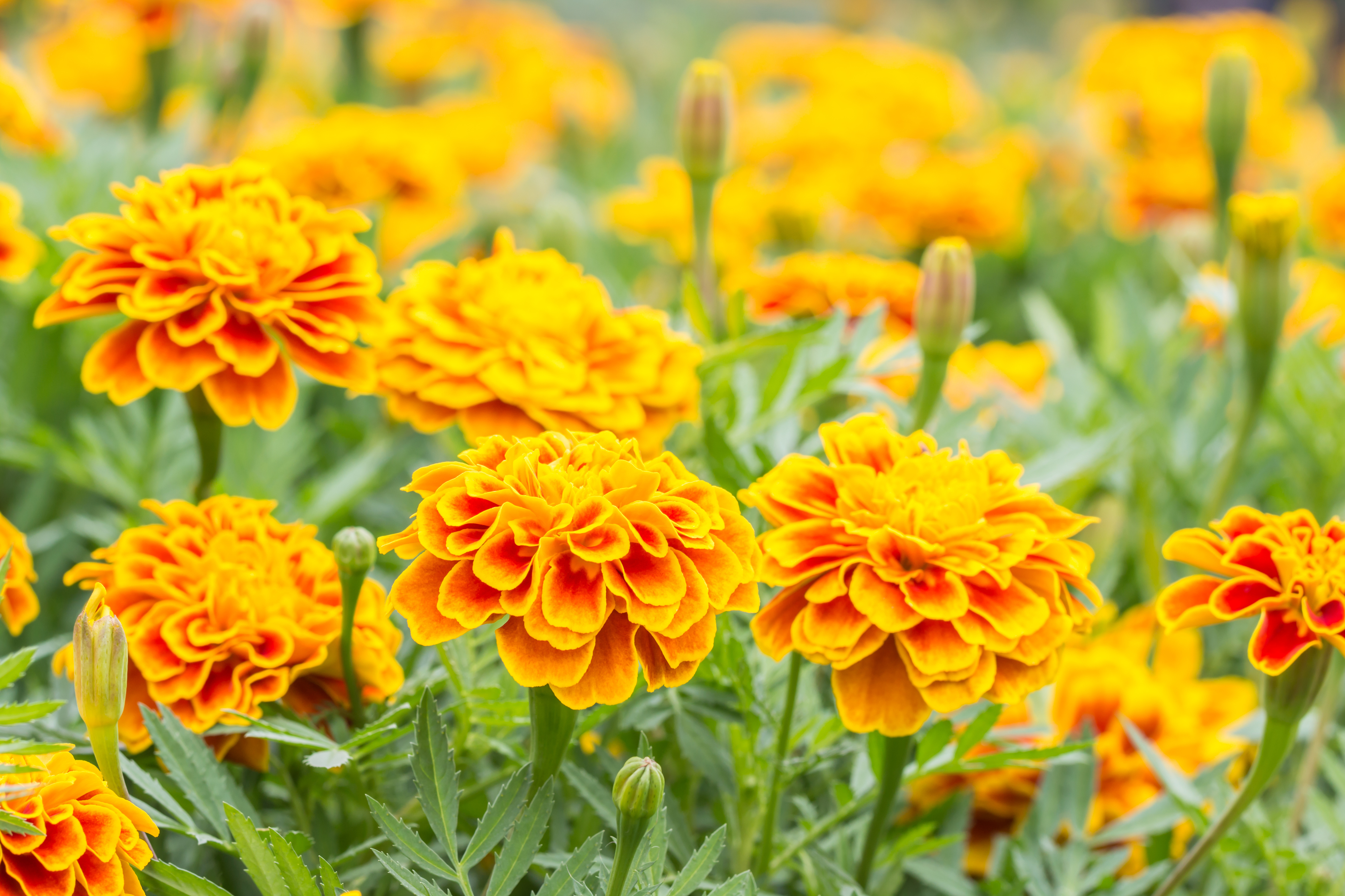 The smell of marigolds repels whitefly. (Thinkstock/PA)