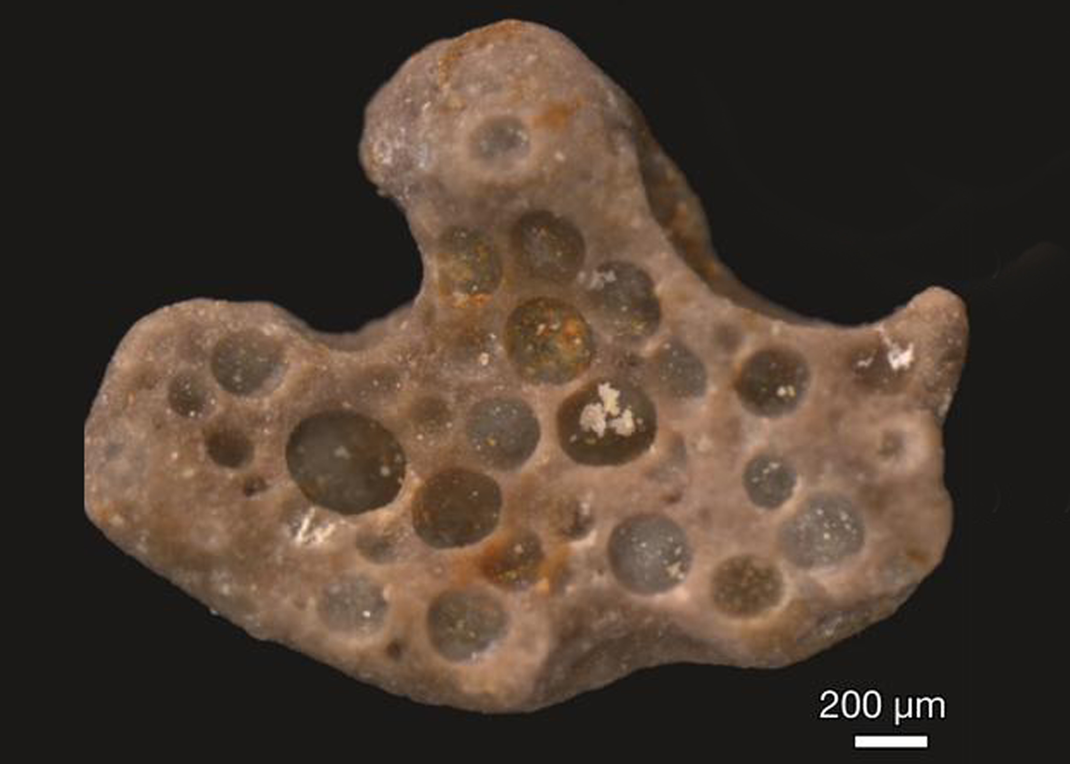 Oxygen bubbles in a fossil