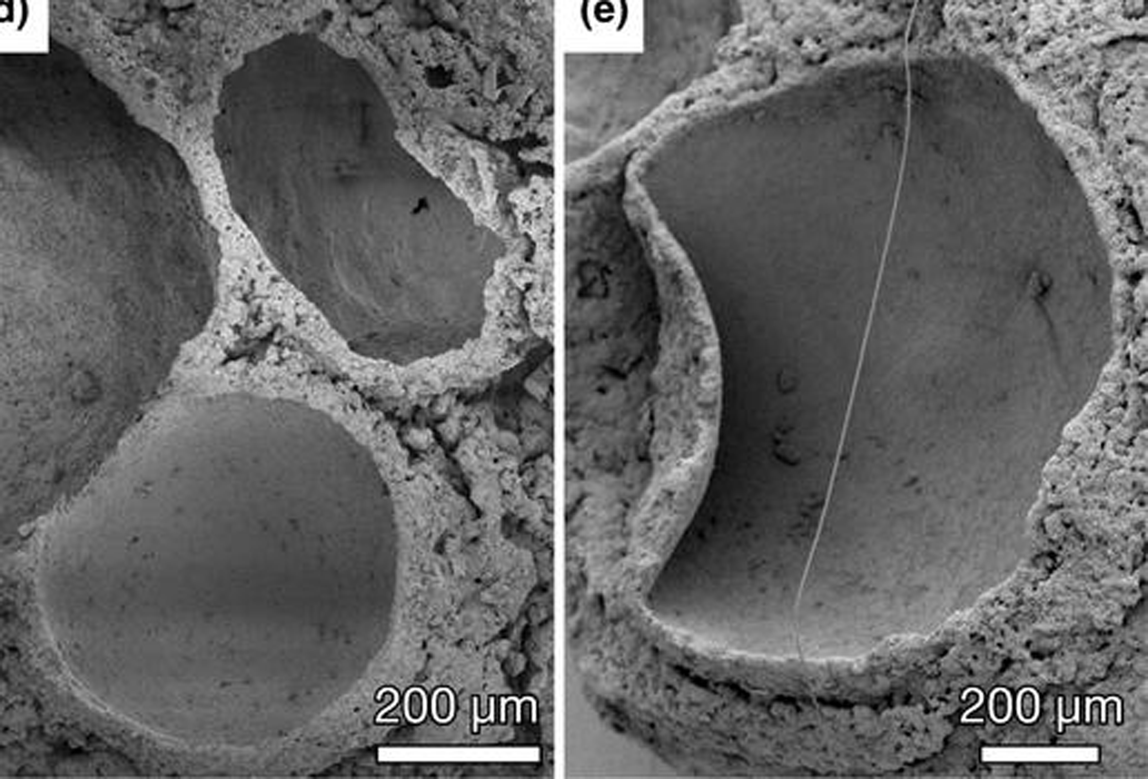 Oxygen bubbles in a fossil