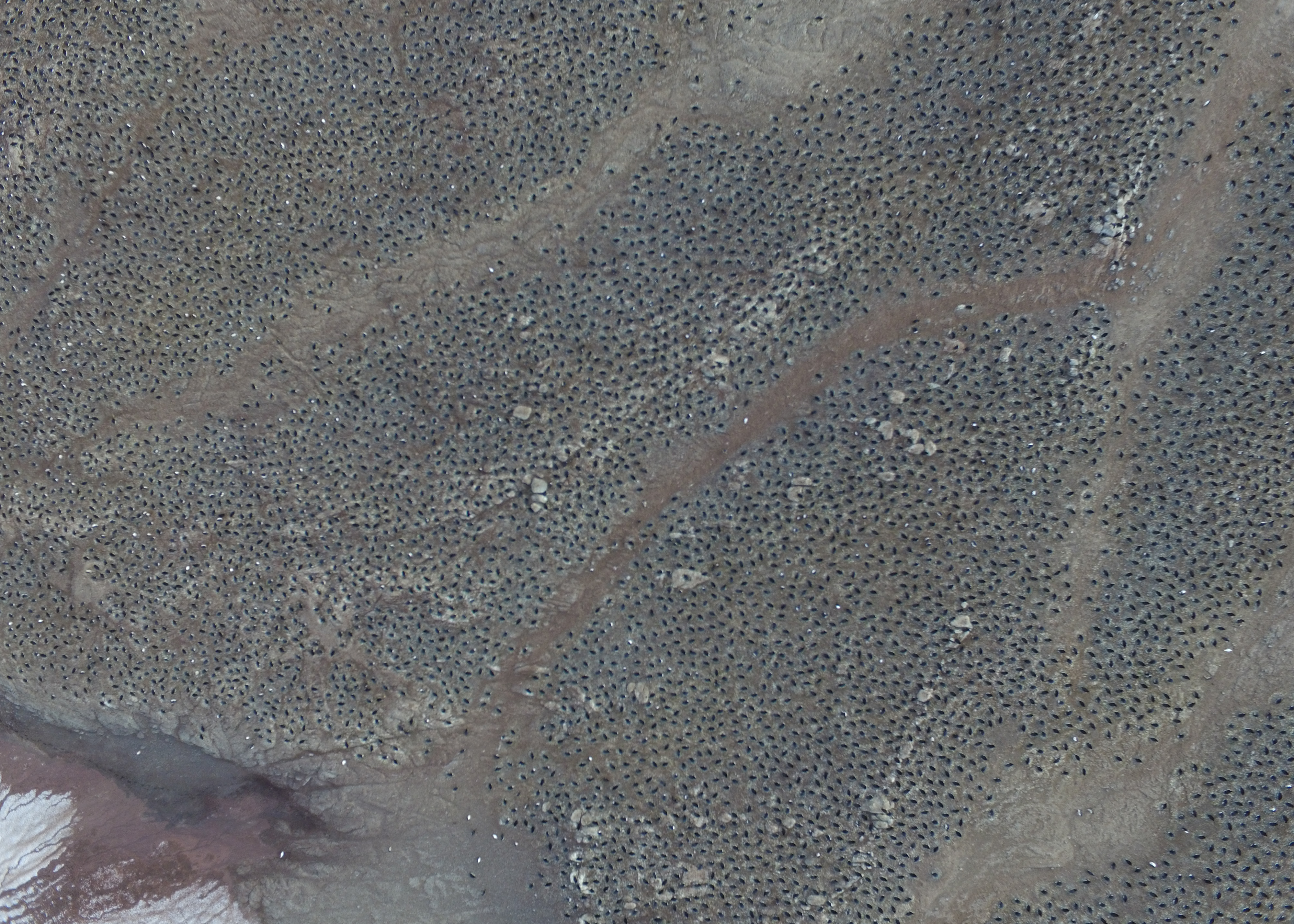 See the incredible drone photos of a penguin 'supercolony ...