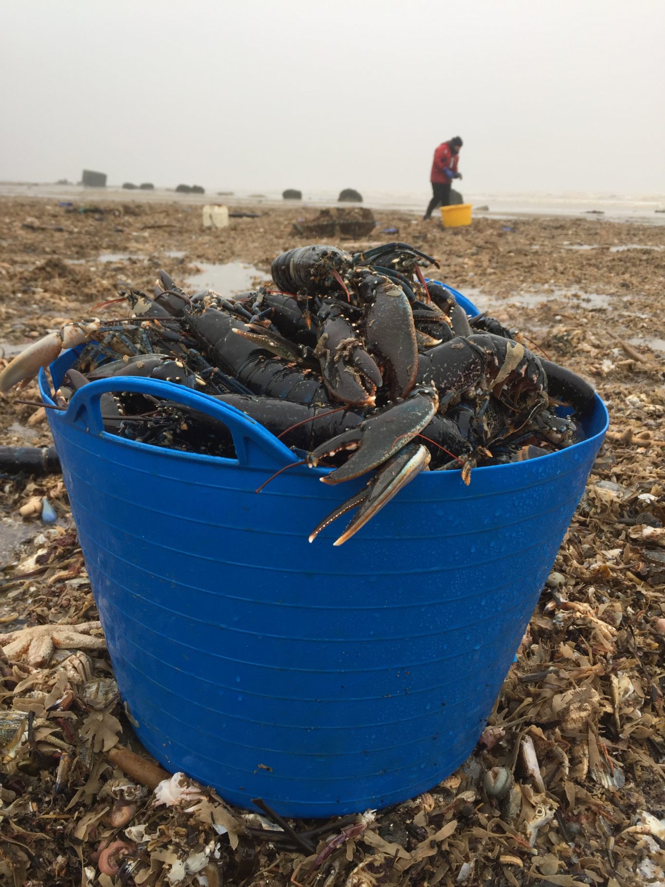 wave killed marine wildlife masse wave killed marine wildlife masse