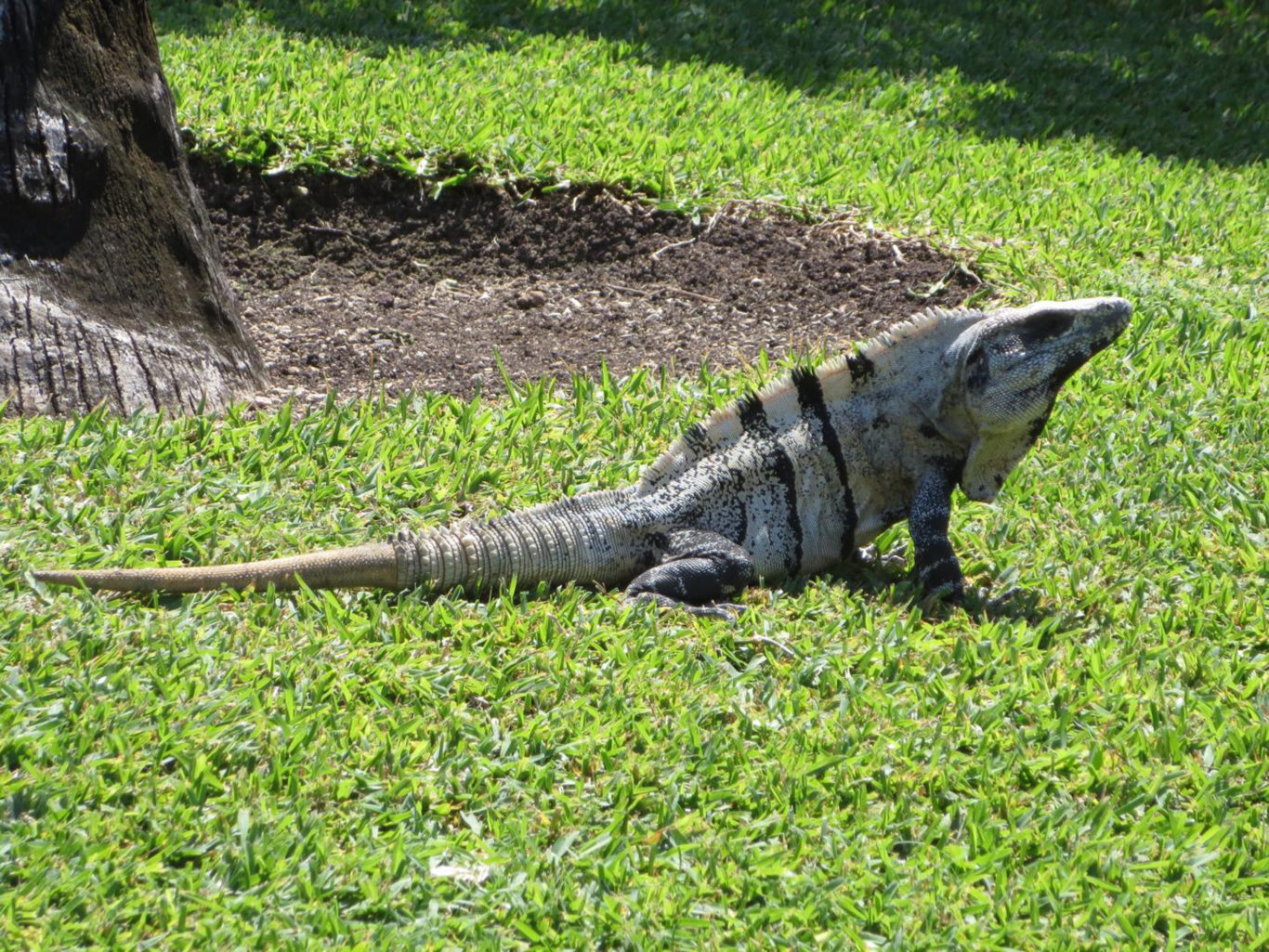 this ancient reptile shed its own tail to escape meat