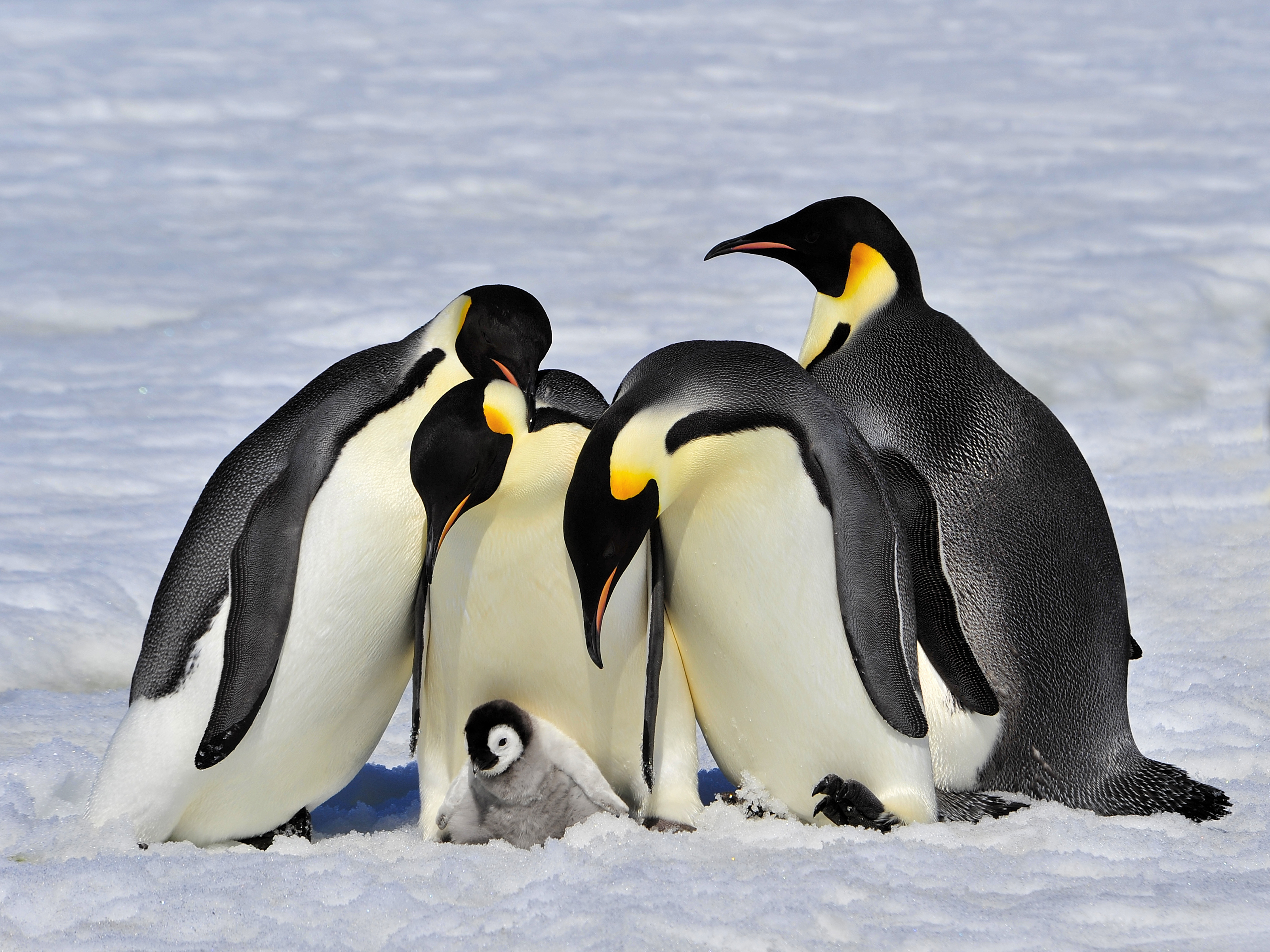 Emperor penguins.