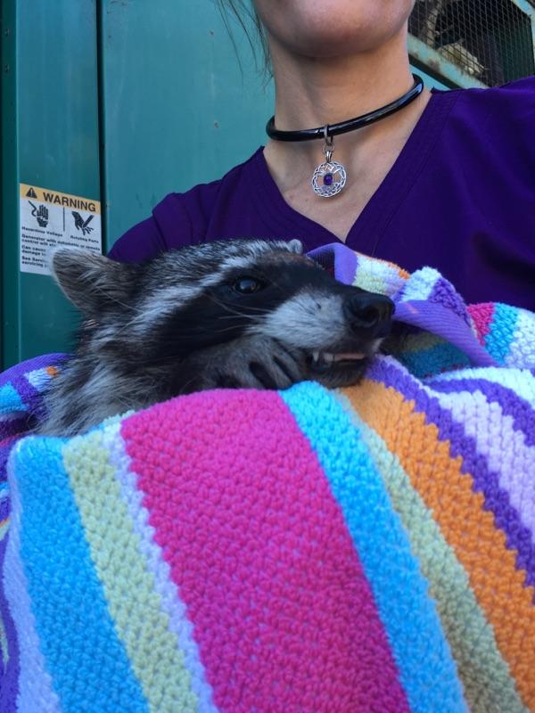 The raccoon freed