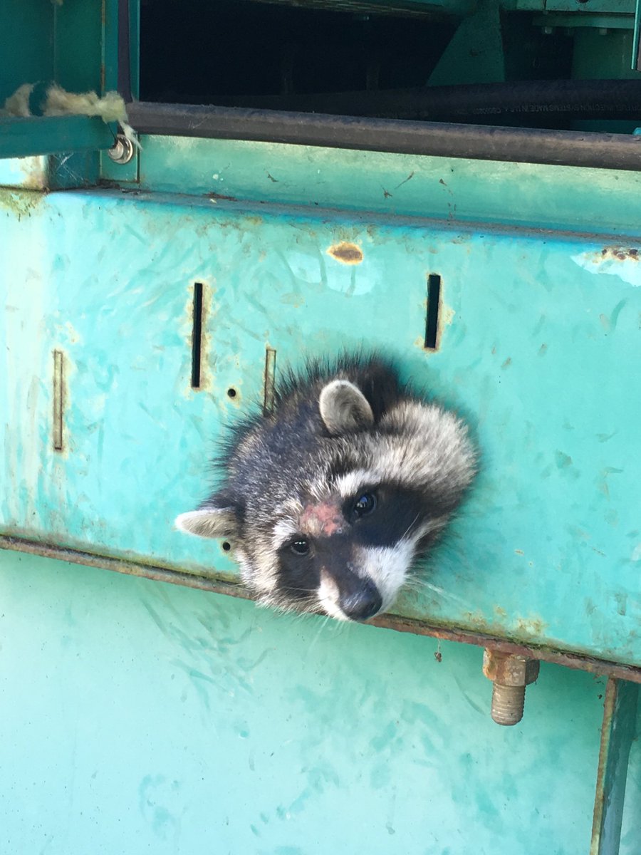 Raccoon with head stuck in hole