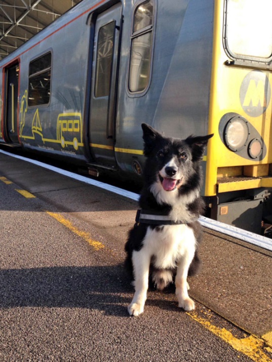 British Transport Police dog Mojo