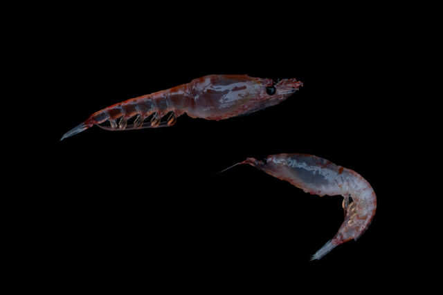 Krill are a key part of the Antarctic food web (Christian Aslund/Greenpeace/PA)