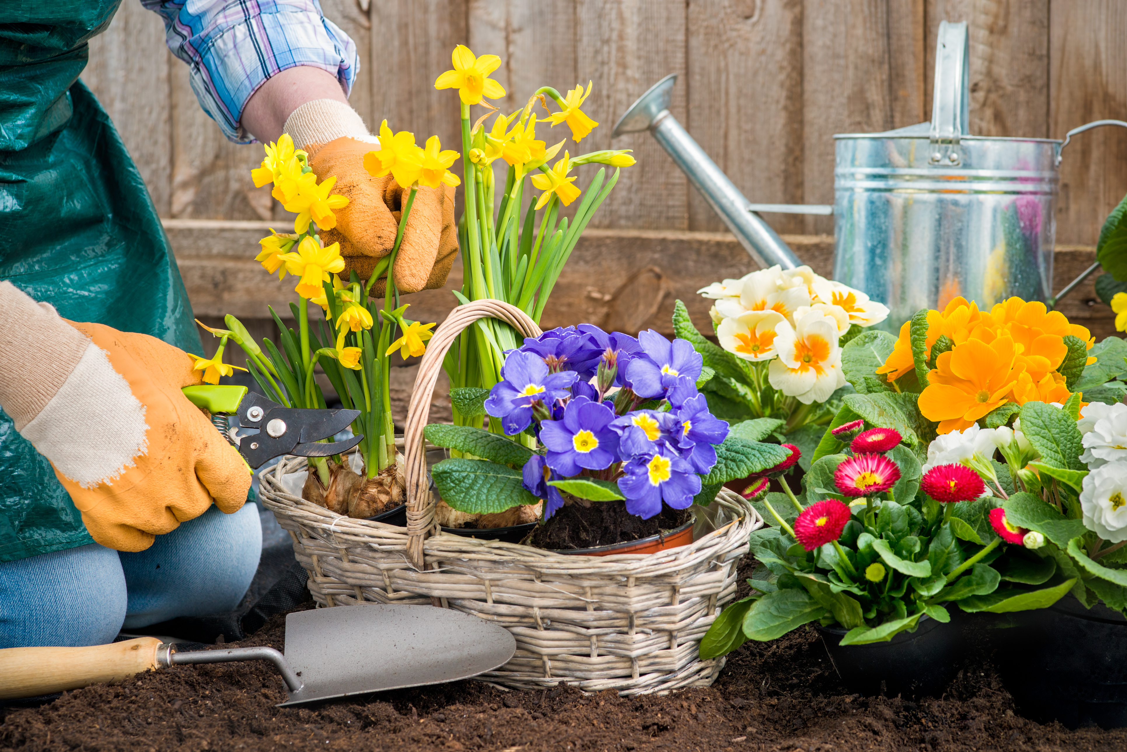 Choose plant partners such as daffodils. (Thinkstock/PA)