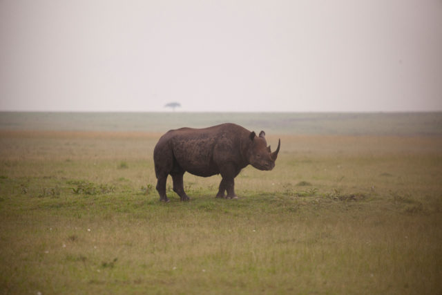 Black rhino are targeted by poachers for their horns (Richard Edwards WWF-UK/PA)
