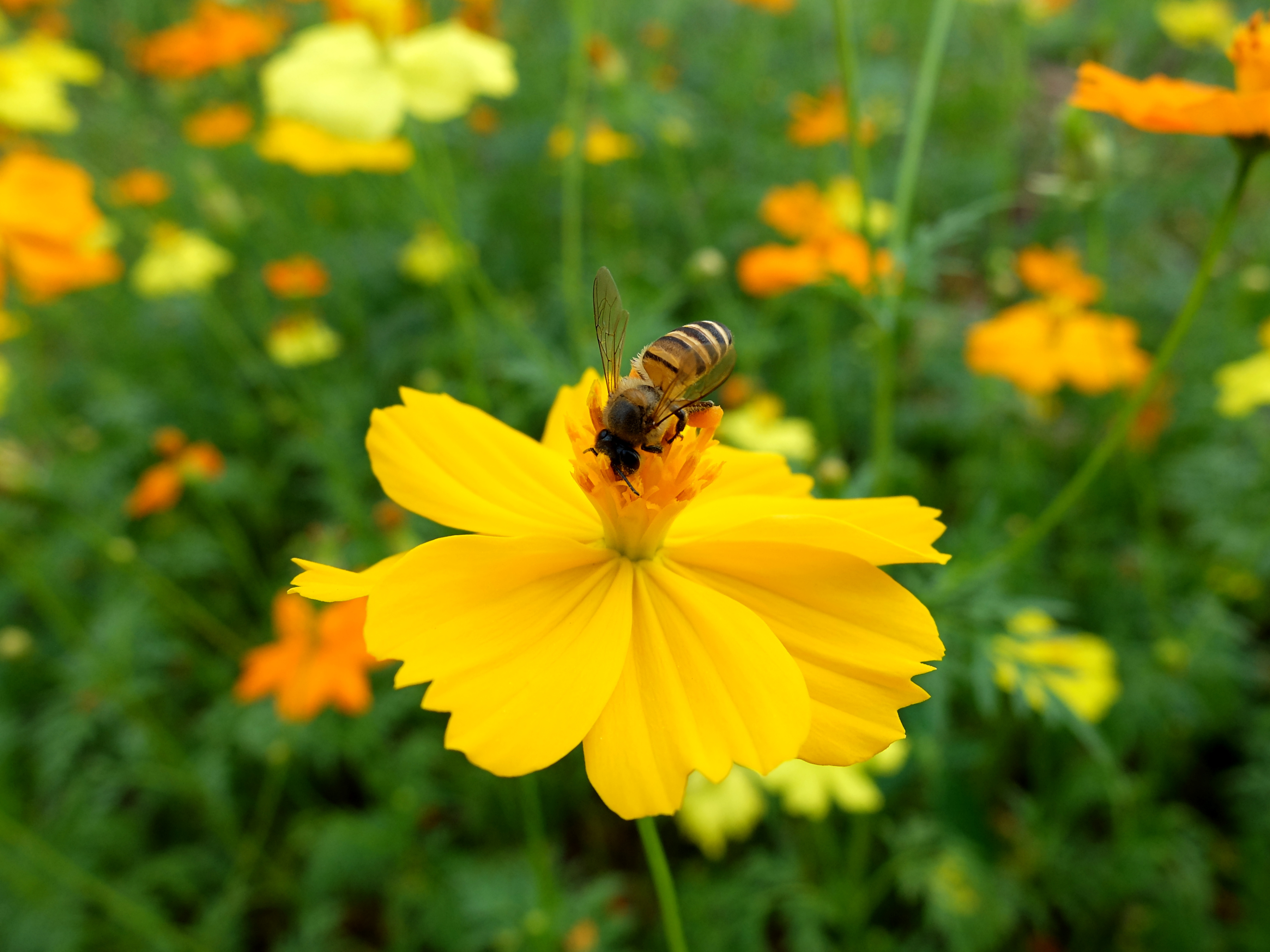 Honeybees like open flowers. (Thinkstock/PA)