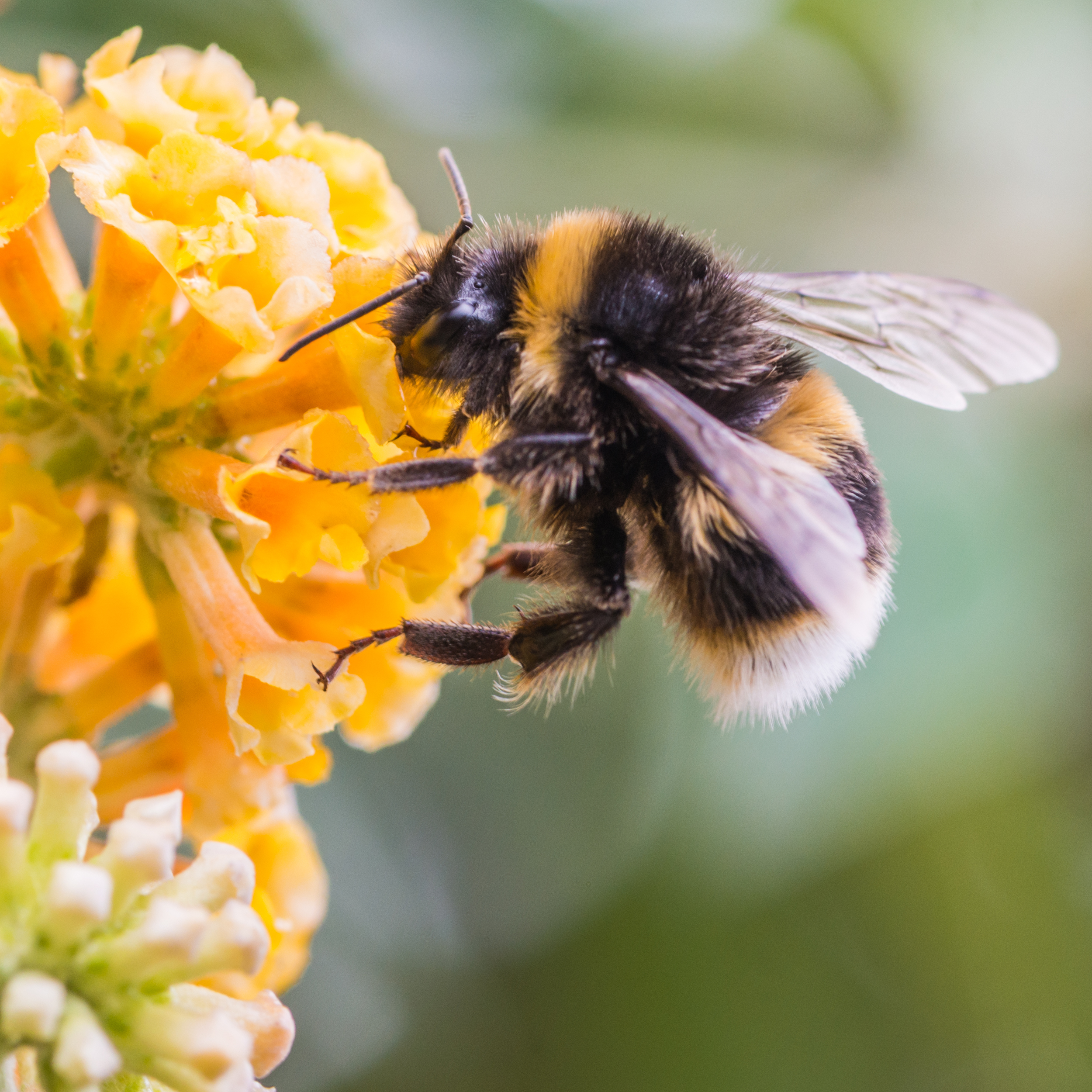 Bumblebees are bigger with more fur. (Thinkstock/PA)