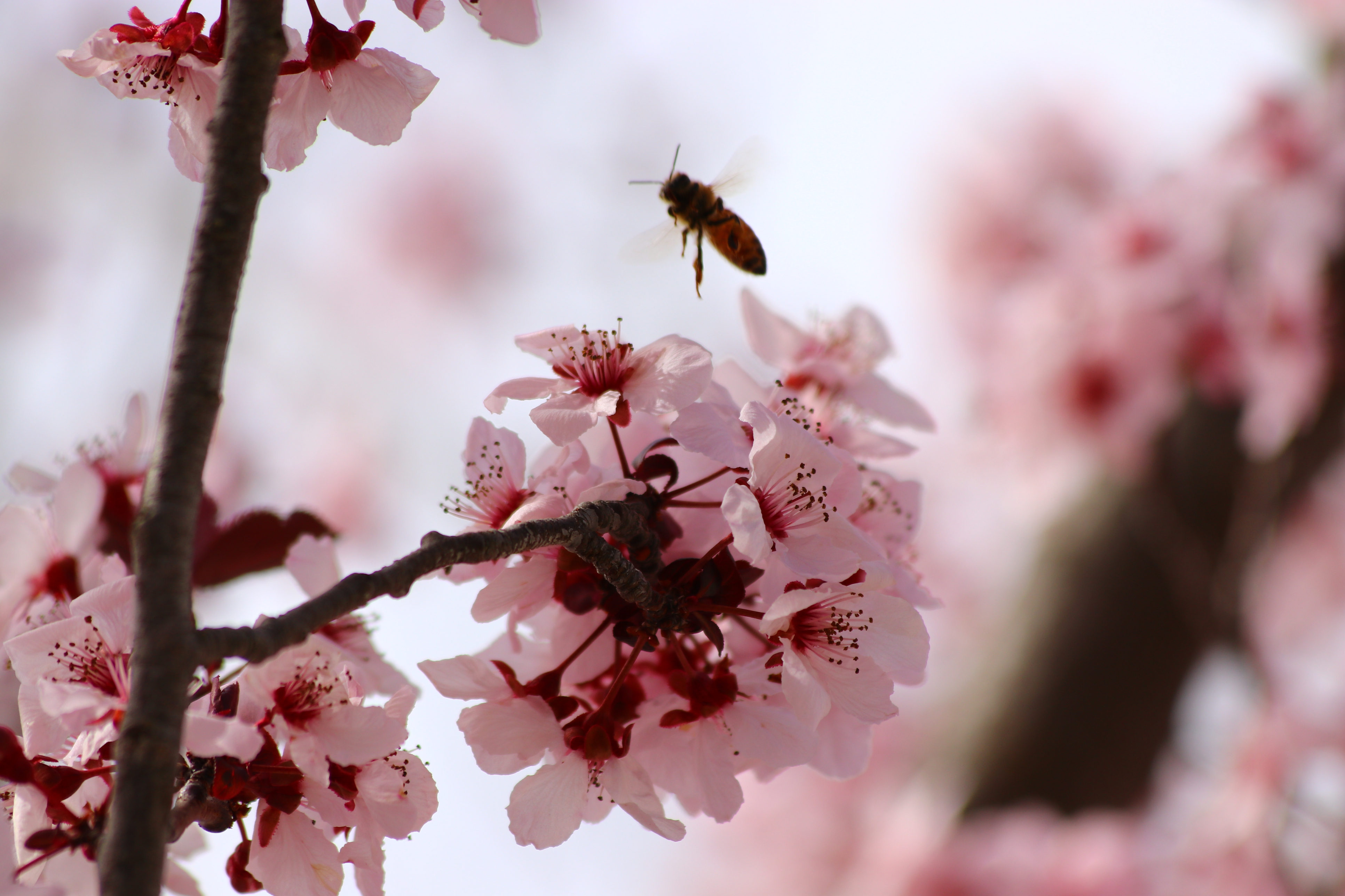Bees on cherry blossom. (Thinkstock/PA)