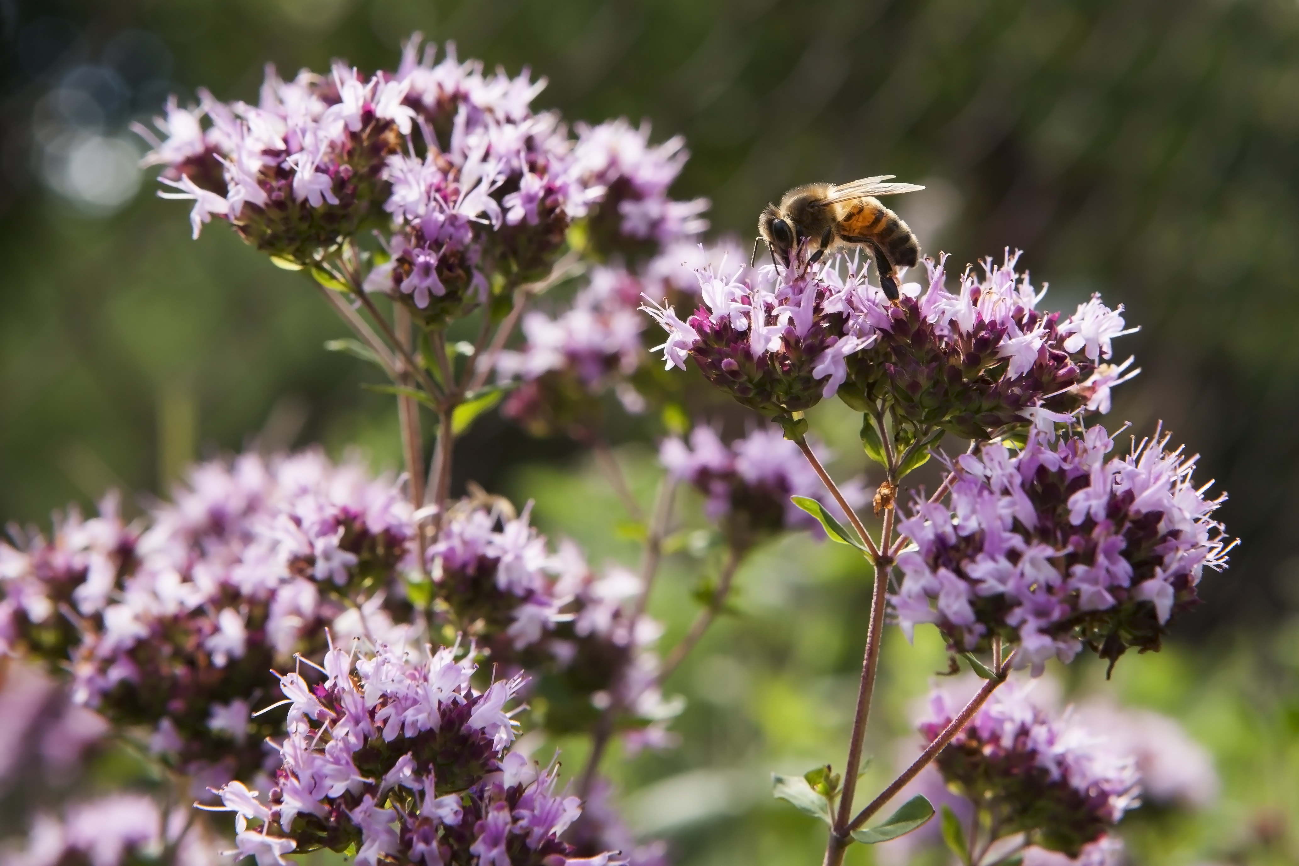 Honeybee on pink oregano flowers. (Thinkstock/PA)