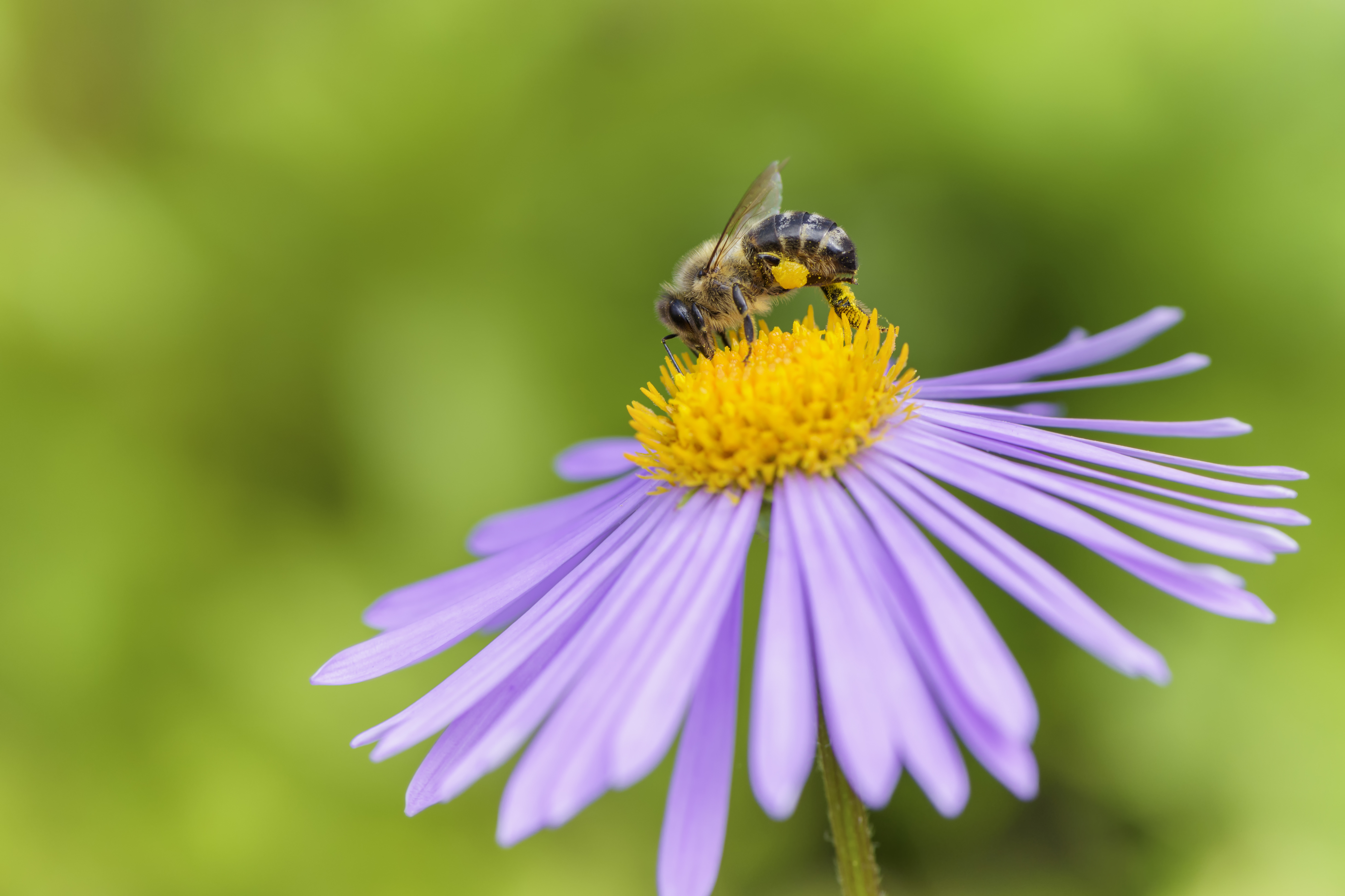 Honeybee on an aster. (Thinkstock/PA)