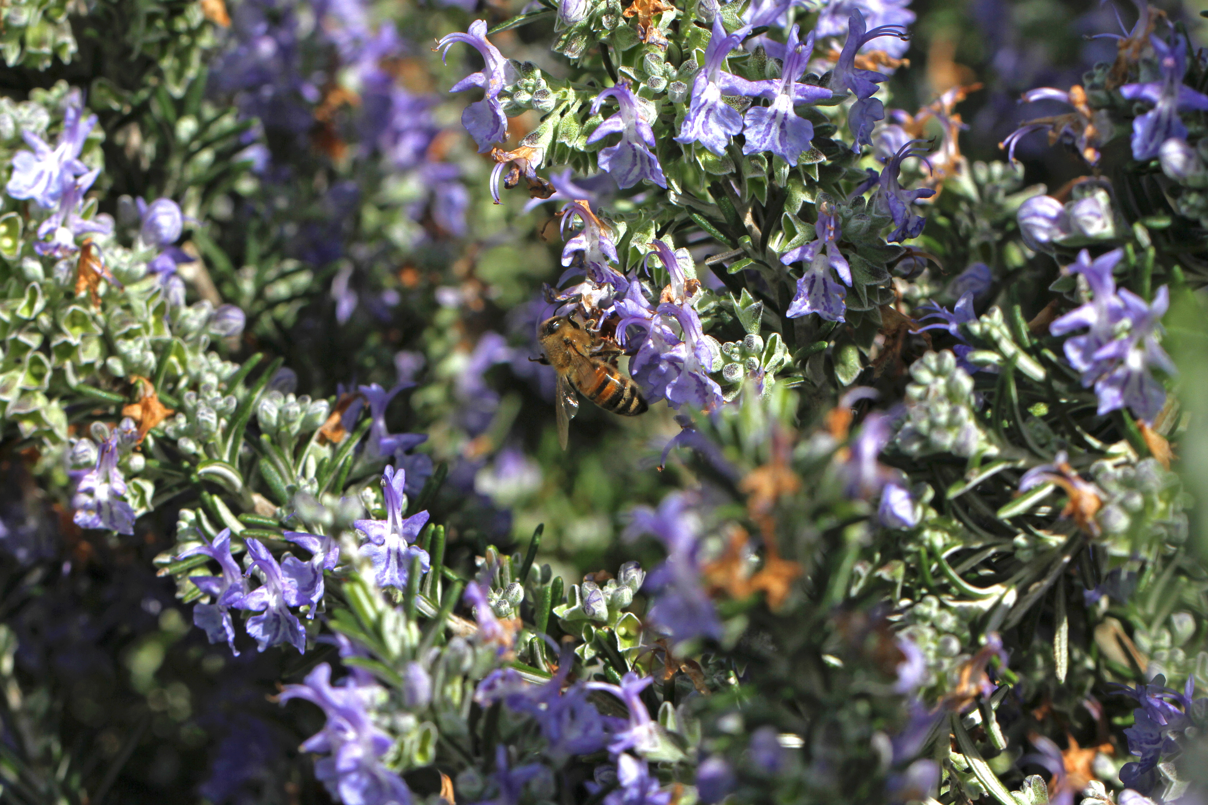 Honeybee on rosemary. (Thinkstock/PA)