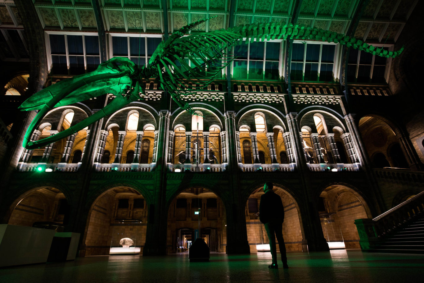 Hope the whale at the Natural History Museum in London was also illuminated (David Parry/PA)
