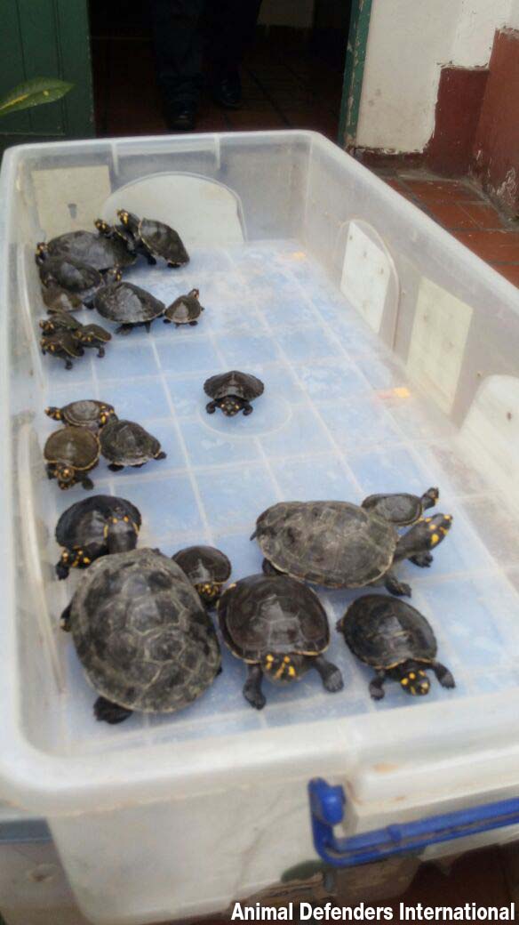 Turtles and tortoises before being released in the wild by Animal Defenders International 