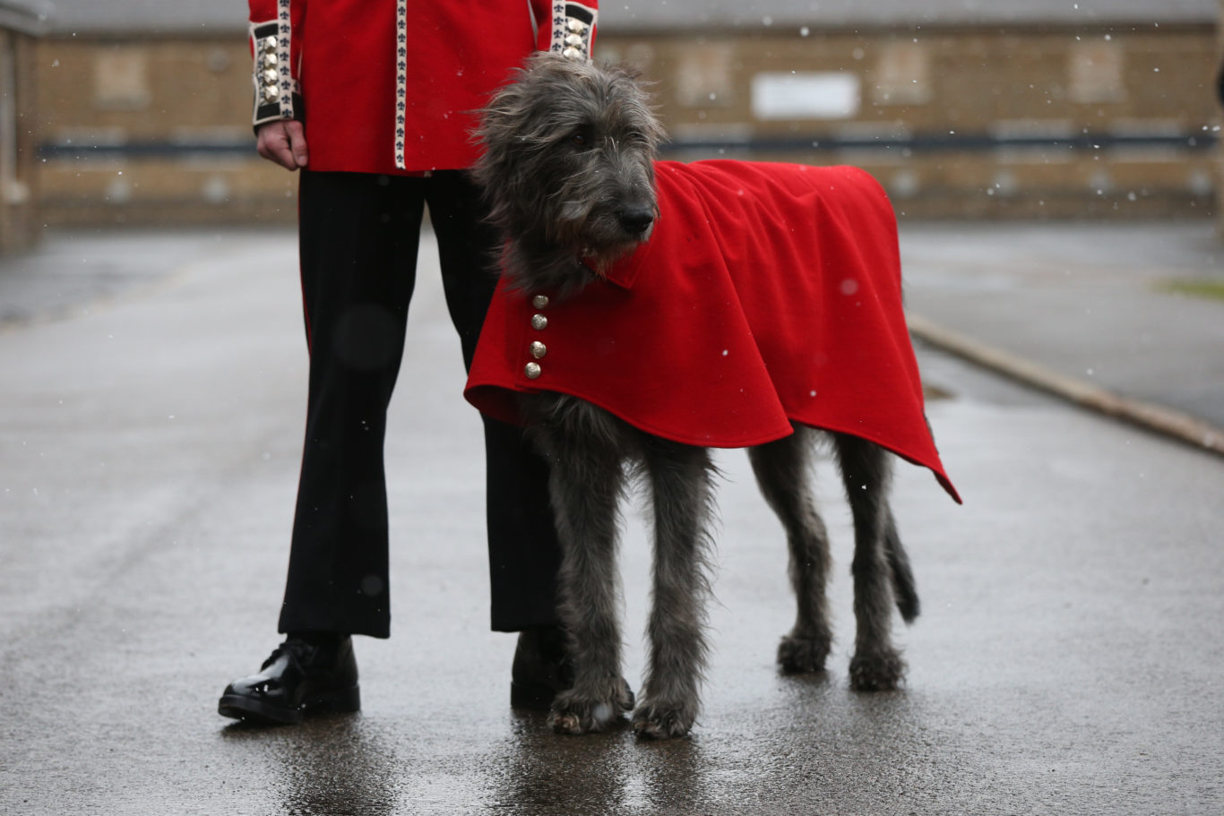 Irish Guards mascot, Irish Wolfhound Domhnall (Jonathan Brady/PA)