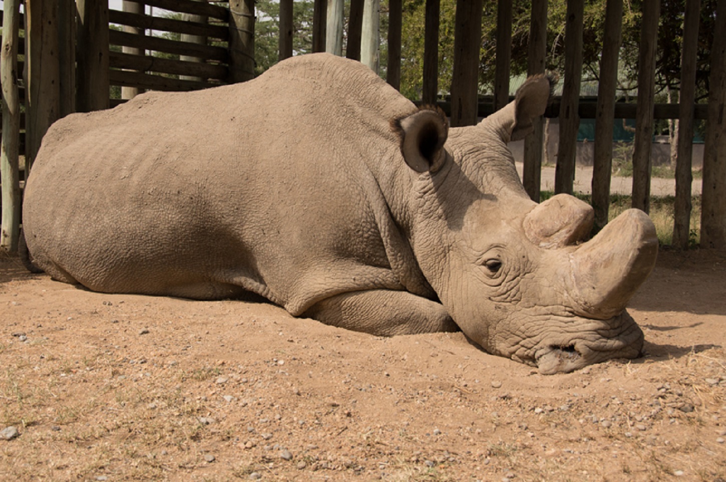 The world's only male northern white rhino, Sudan, has died aged 45 (Ol Pejeta/PA)