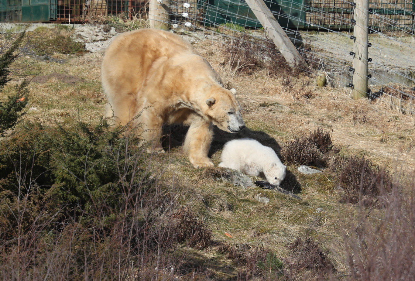 Mother Victoria and her three-month-old cub have started to venture into the Highland Wildlife Park (Andrew Milligan/PA)