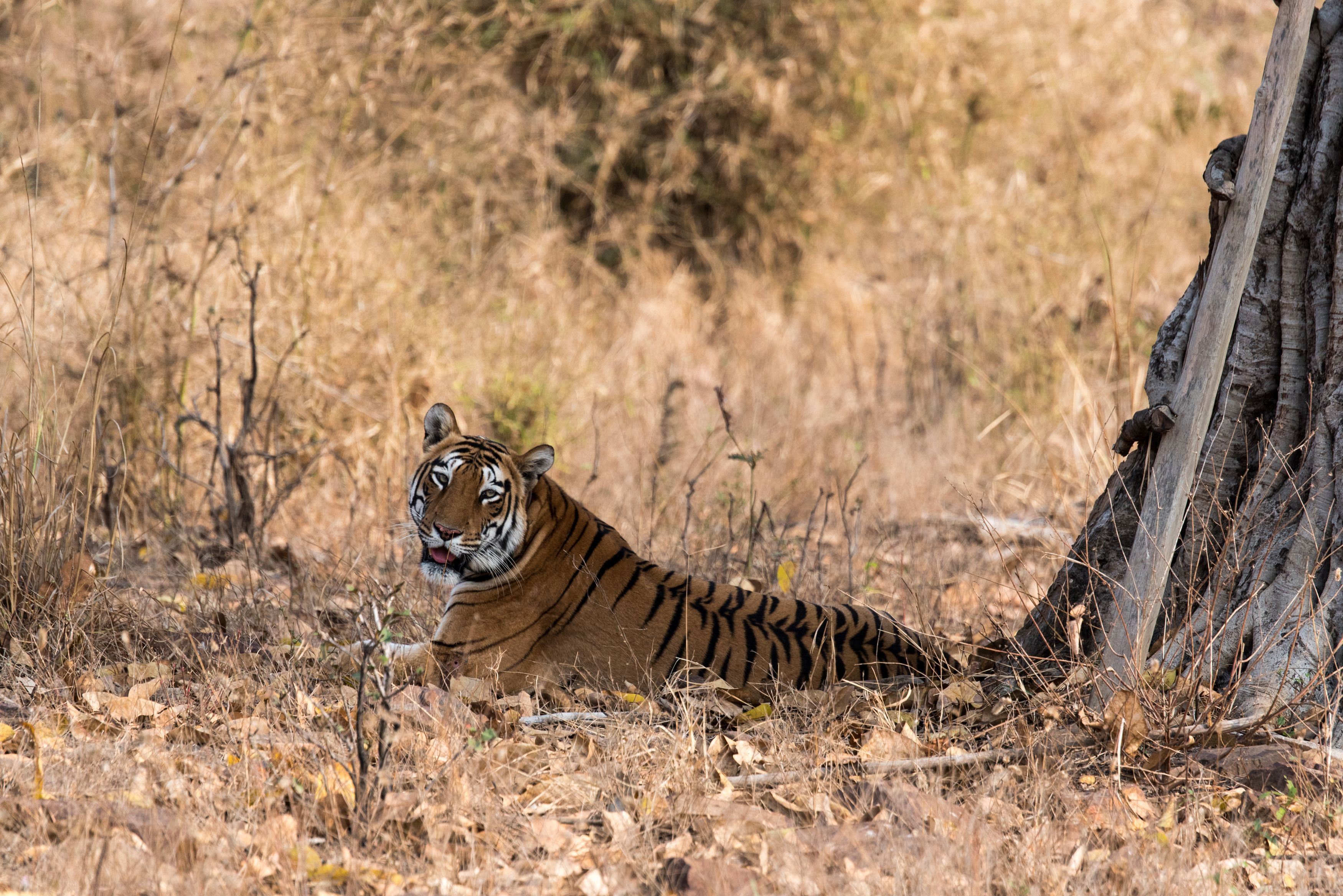 Tiger relaxing in Tadoba National Park (Sarah Marshall/PA)