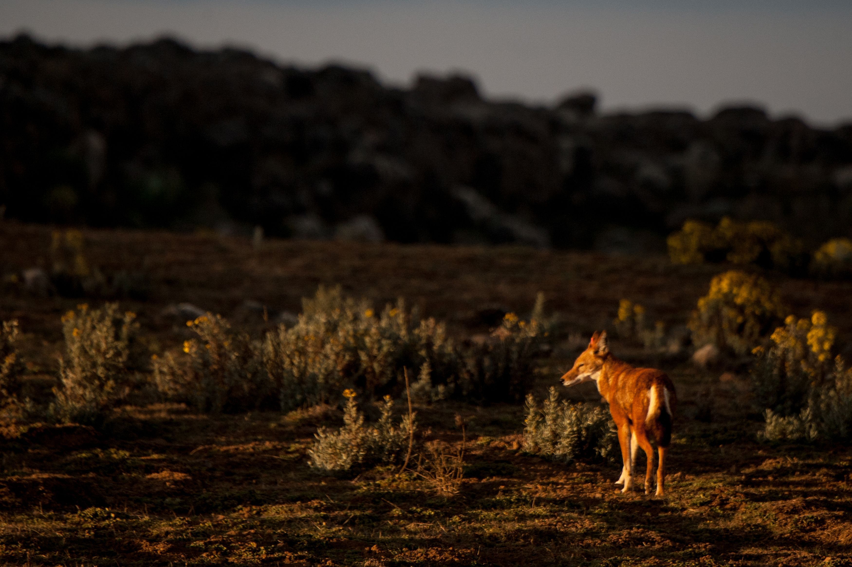 Ethiopian wolf at sunset on the Sanetti Plateau (Sarah Marshall/PA)