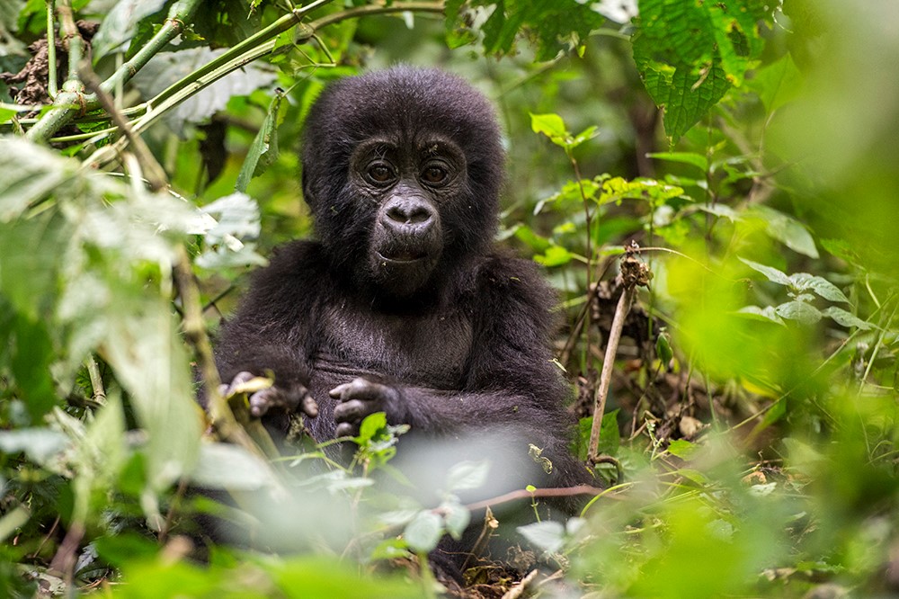 Gorilla infant in Bwindi Inpenetrable Forest (Renato Granieri/PA)