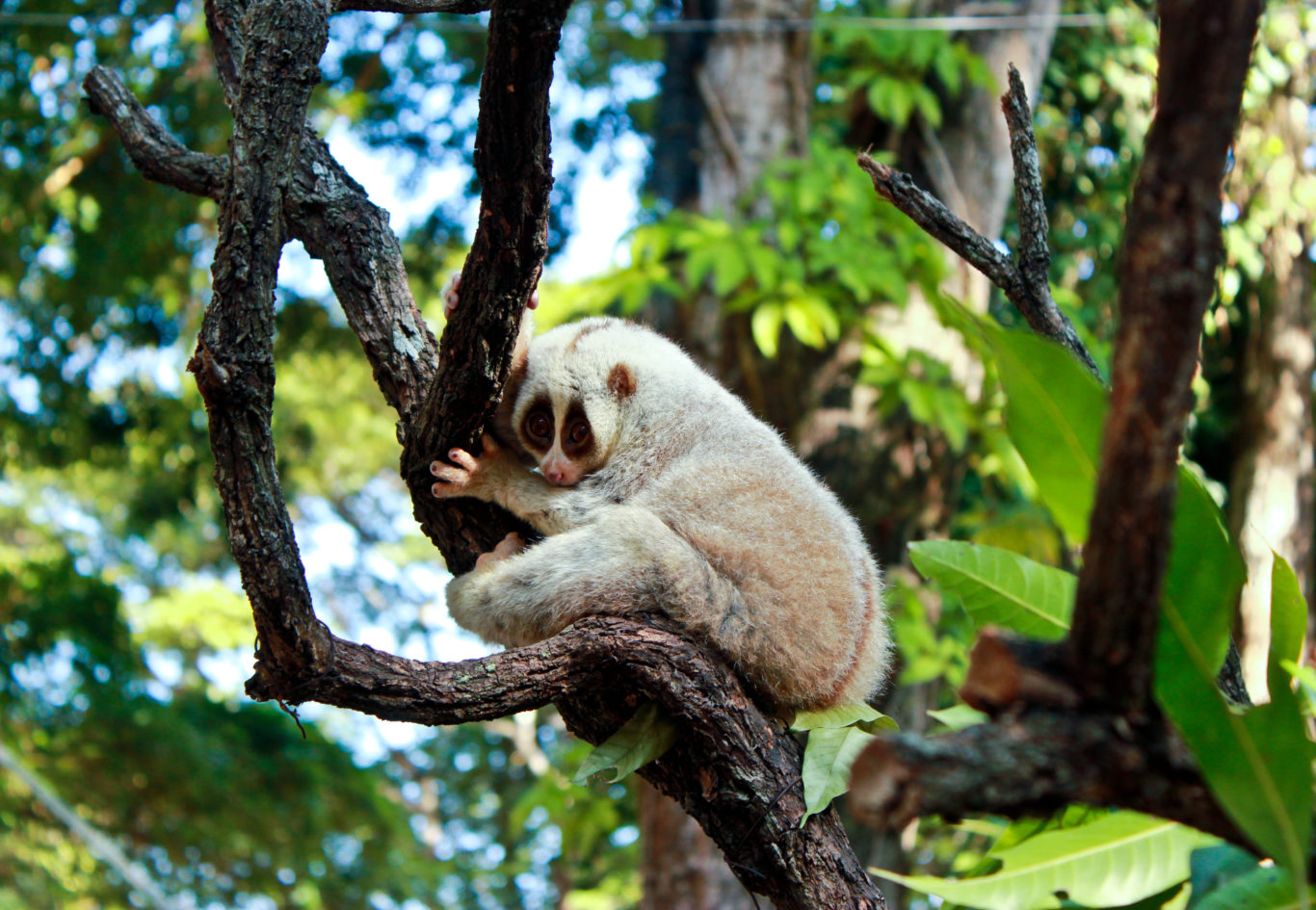 Slow white. Hoollongapar Gibbon Sanctuary. Животные Вьетнама с глазами. Какие животные живут во Вьетнаме. Лори симпатяга.