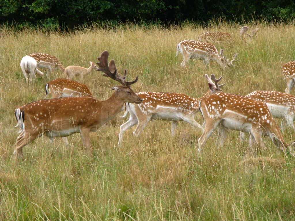 Fallow deer. (RHS/PA)