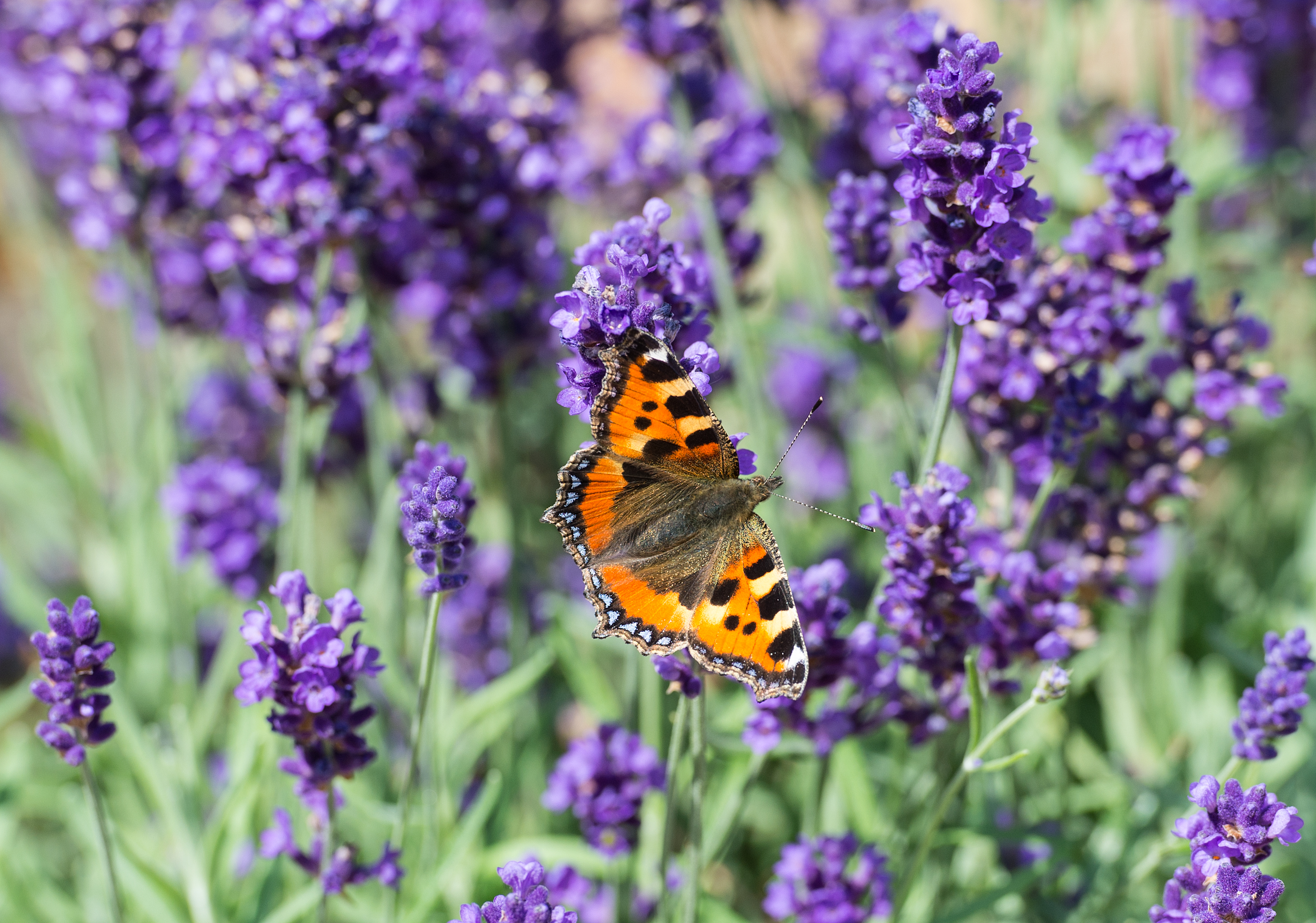 Deer don't like lavender. (Stephen Patterson/PA)