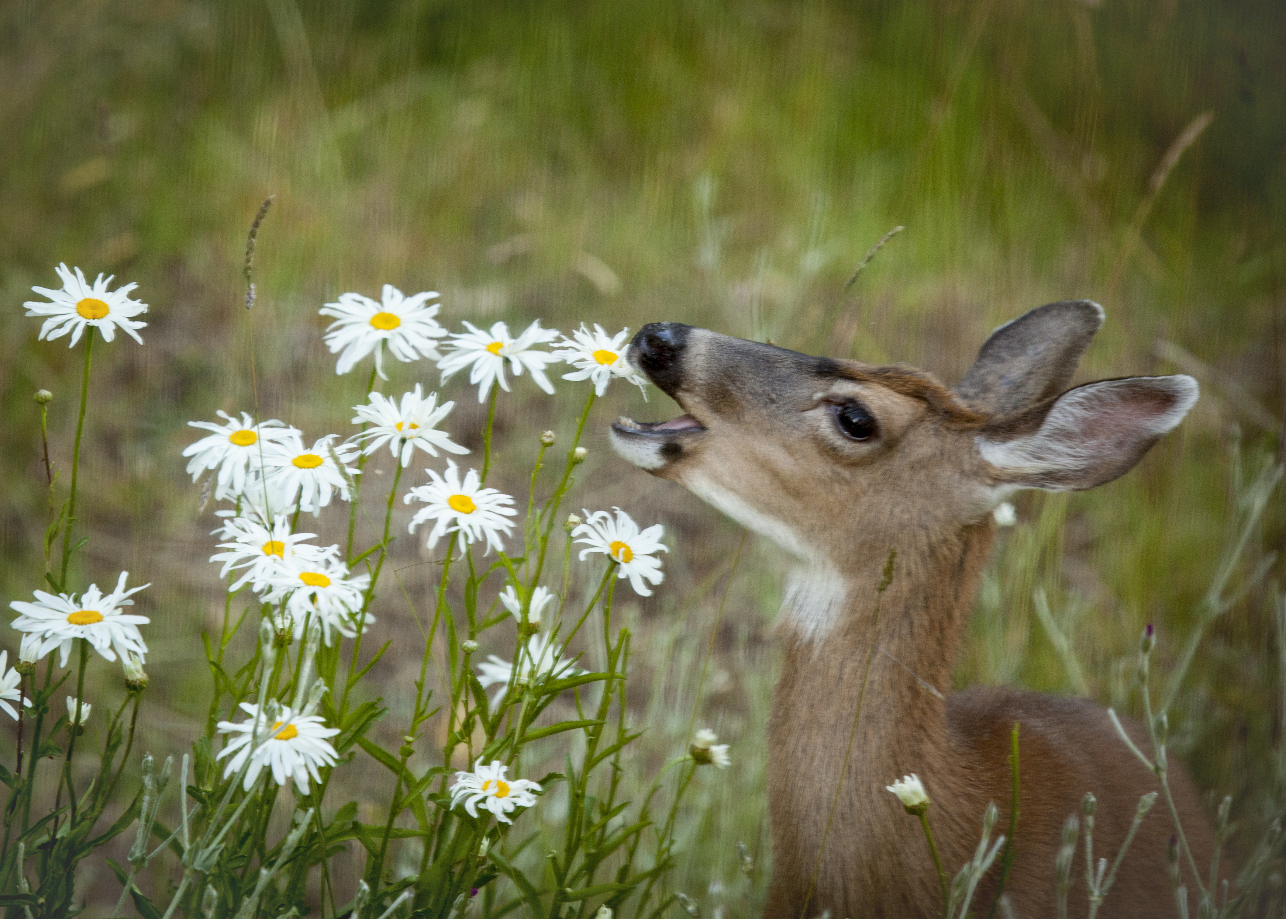 They will strip the flowers and buds from your plants. (Thinkstock/PA)