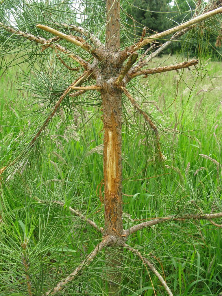 Deer damage to Scots pine. (RHS/PA)